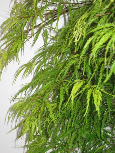 Acer palmatum "Disectum Palmatifidium" 13L 120/130 Columnar