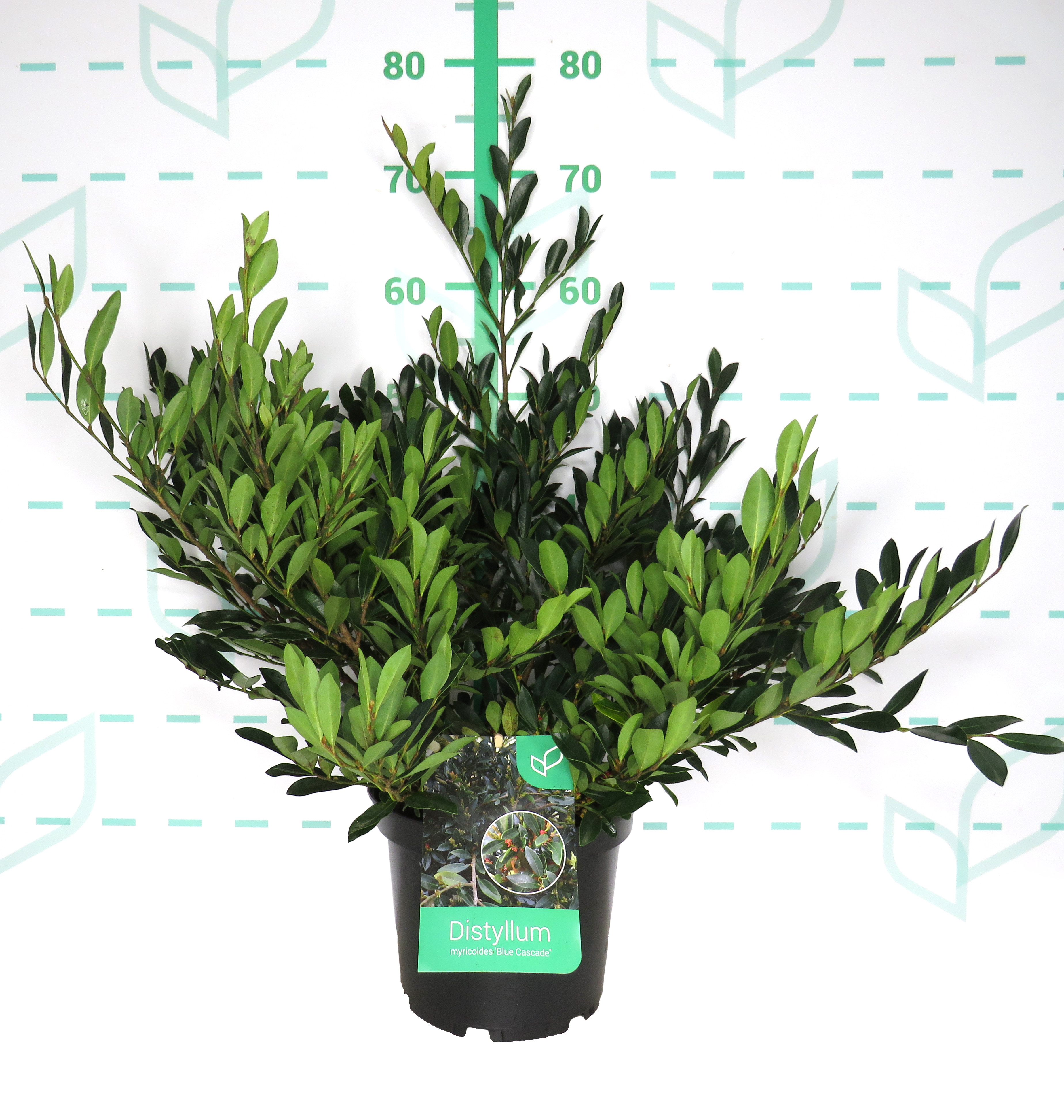 Distylium myricoides "Blue Cascade" ® 5L Deco 20/30 DP 30/40
