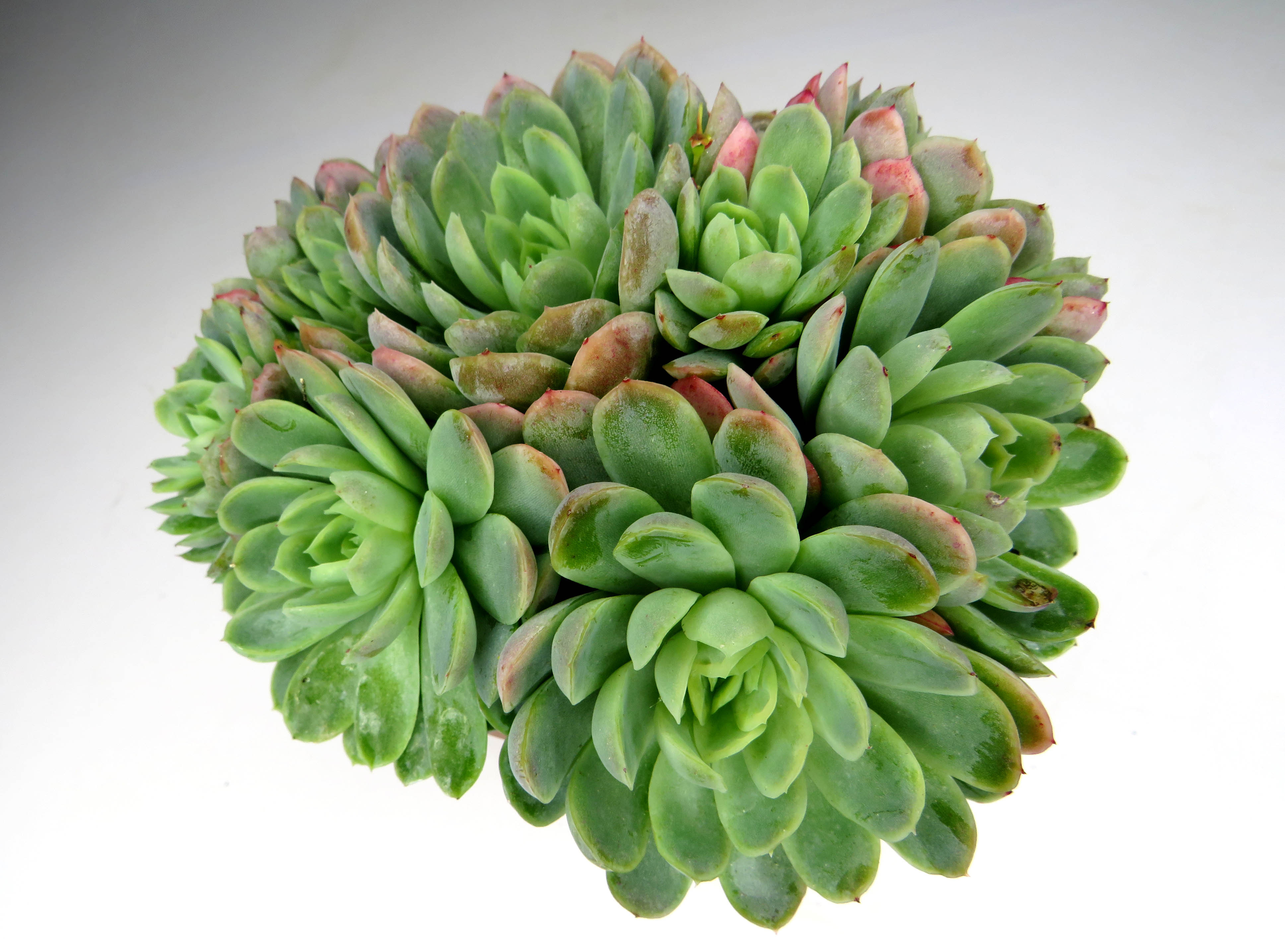 Echeveria elegans 1L