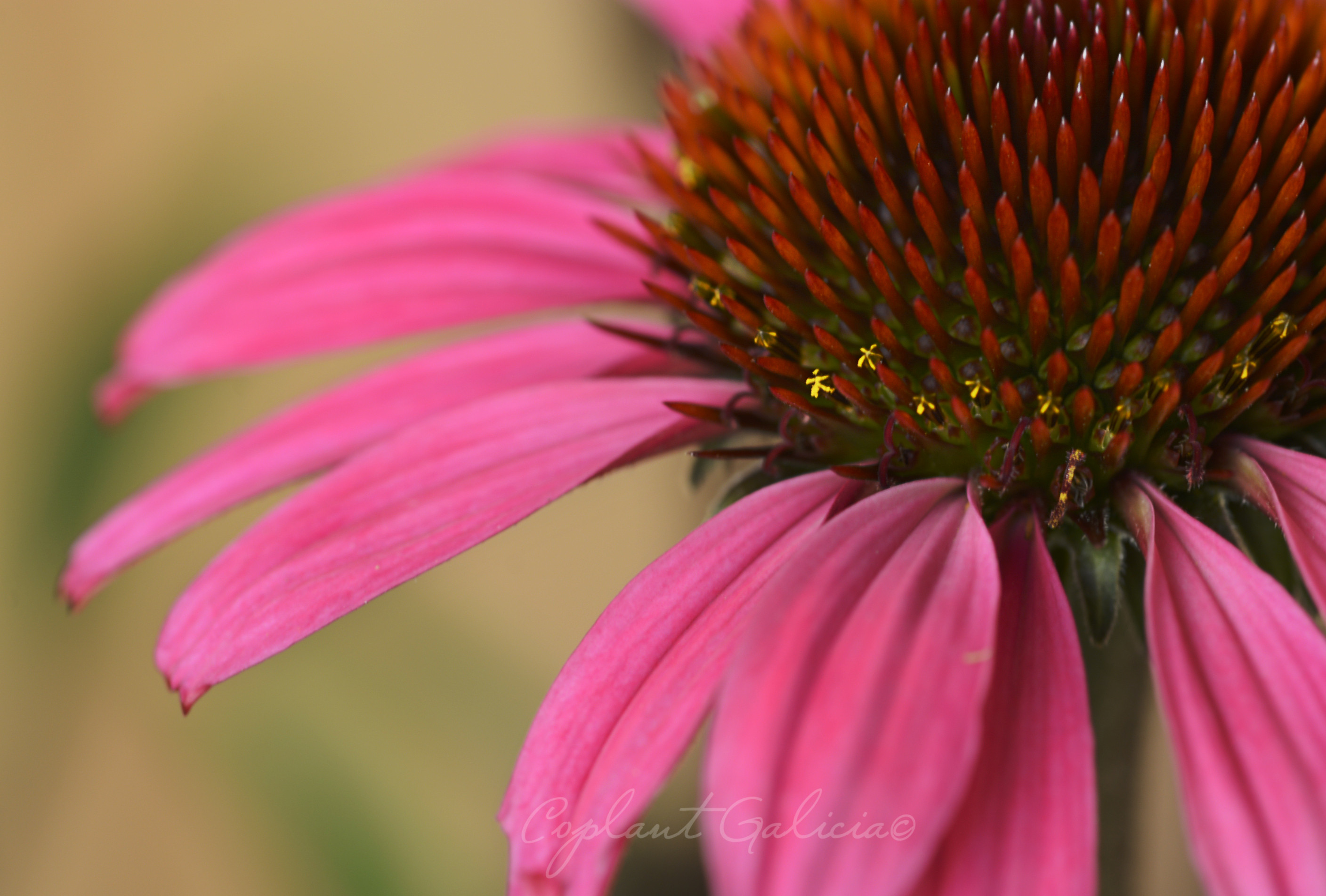 Echinacea  3L 25/35