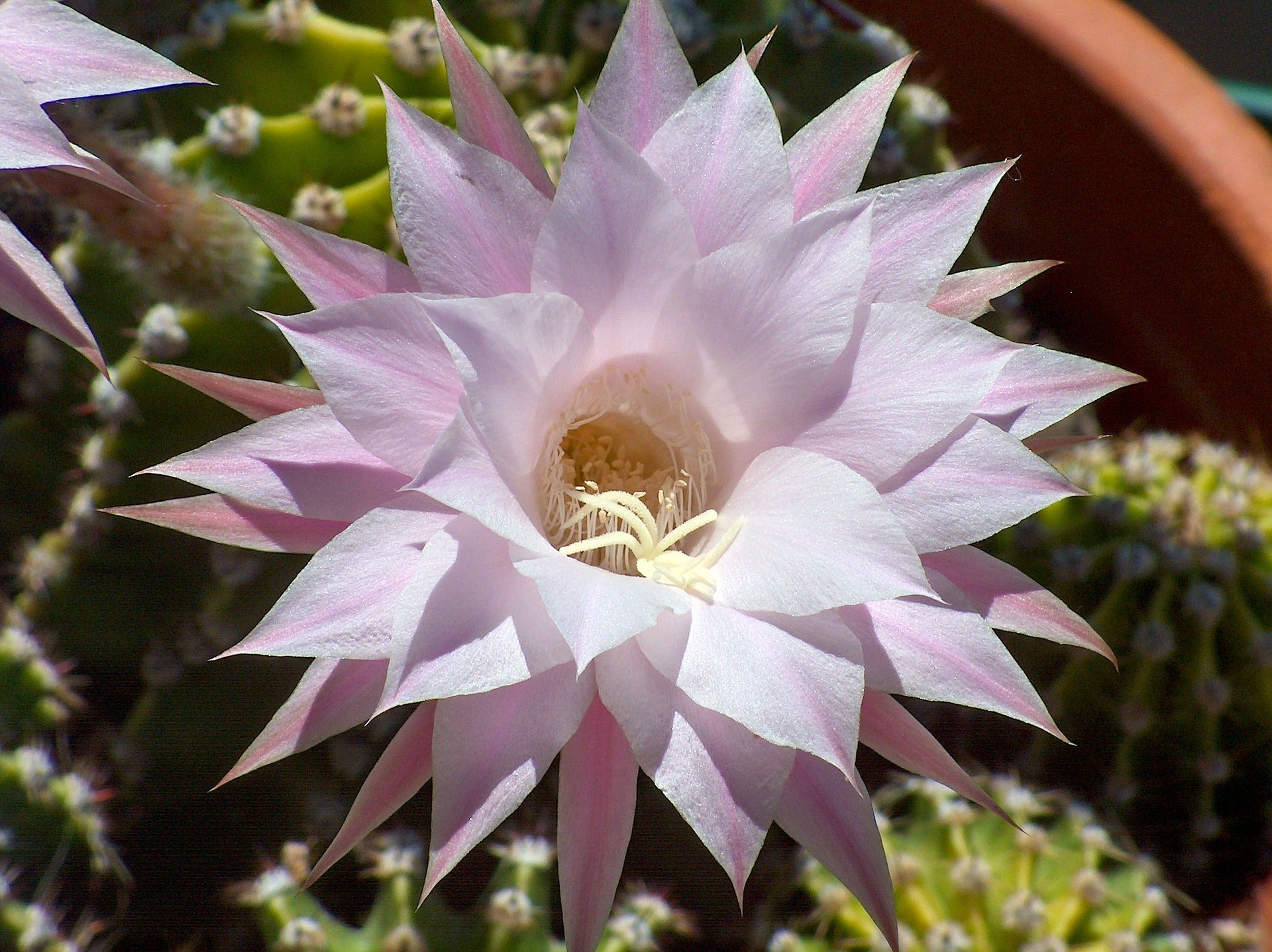 Echinopsis multiplex 1L