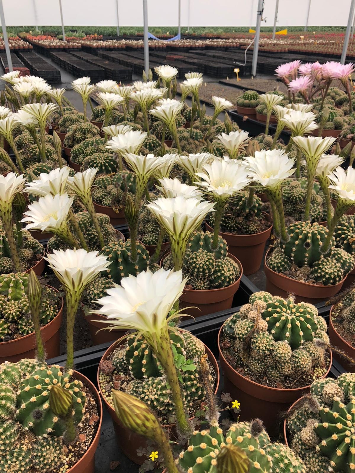 Echinopsis multiplex 2L