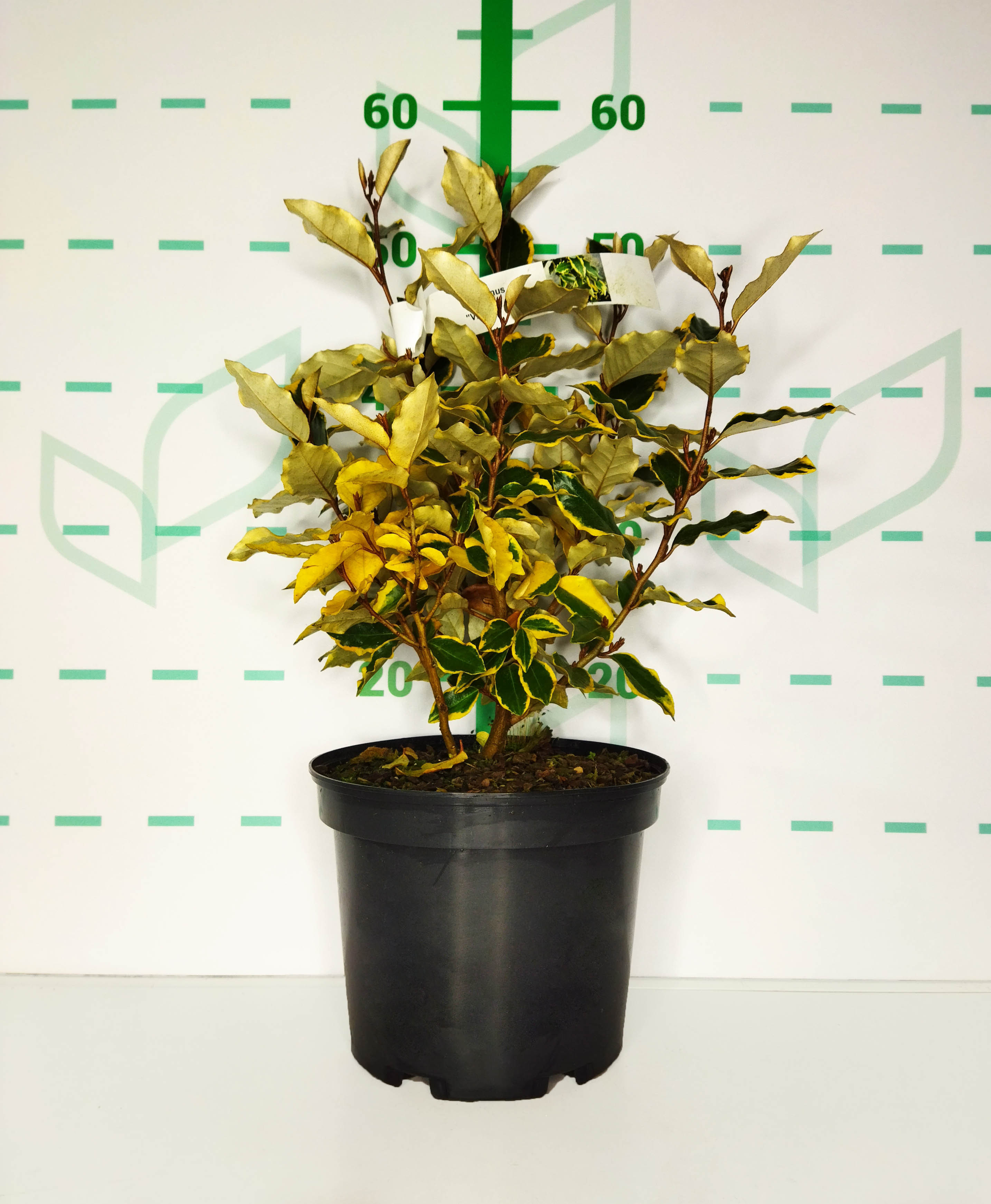 Elaeagnus "Variegata" 3L 35/45