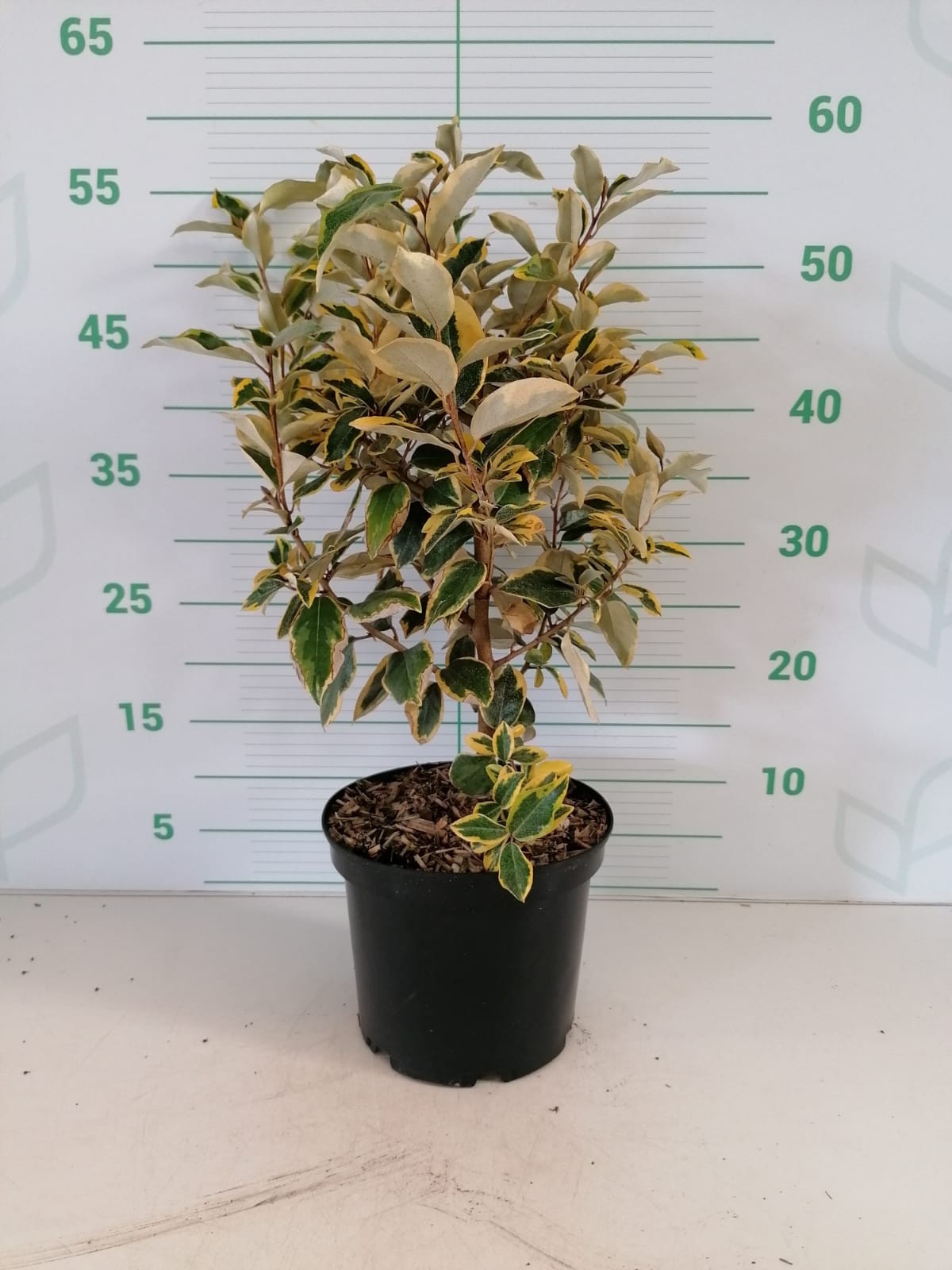 Elaeagnus x ebbingei "Viveleg"  5L 40/50