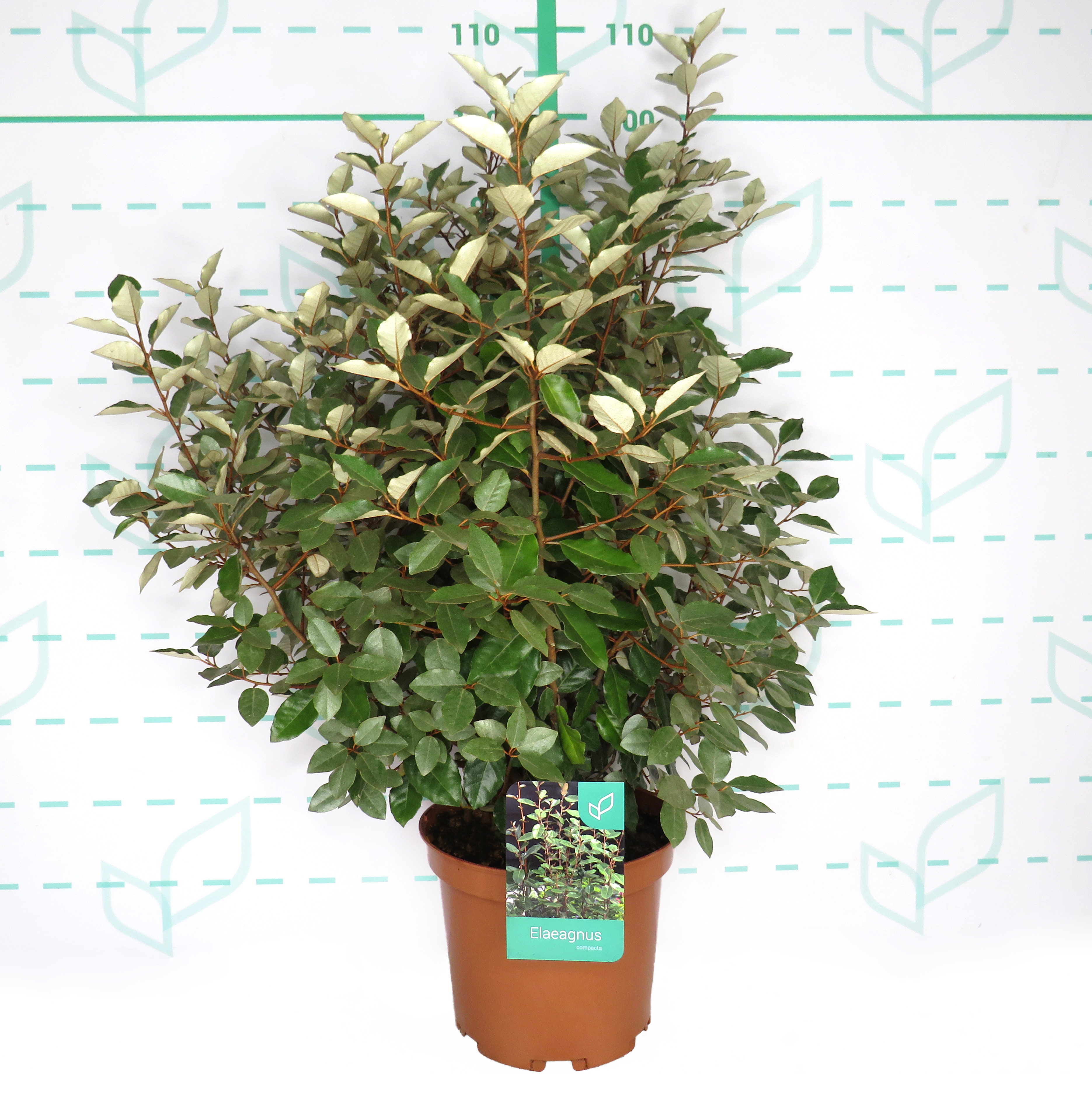 Elaeagnus x ebbingei "Compacta" 10L 60/80