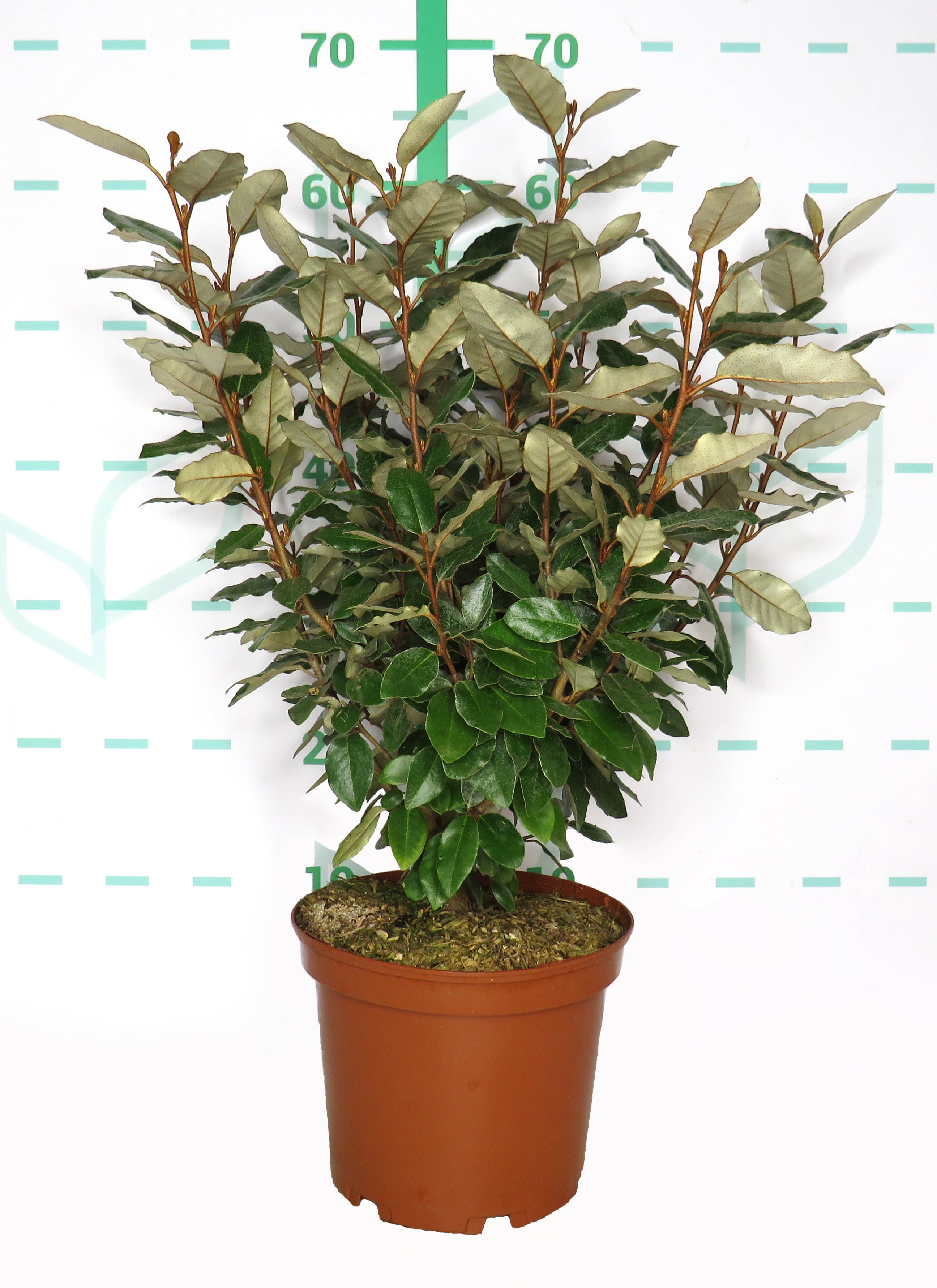 Elaeagnus x ebbingei "Compacta" 3L 35/45