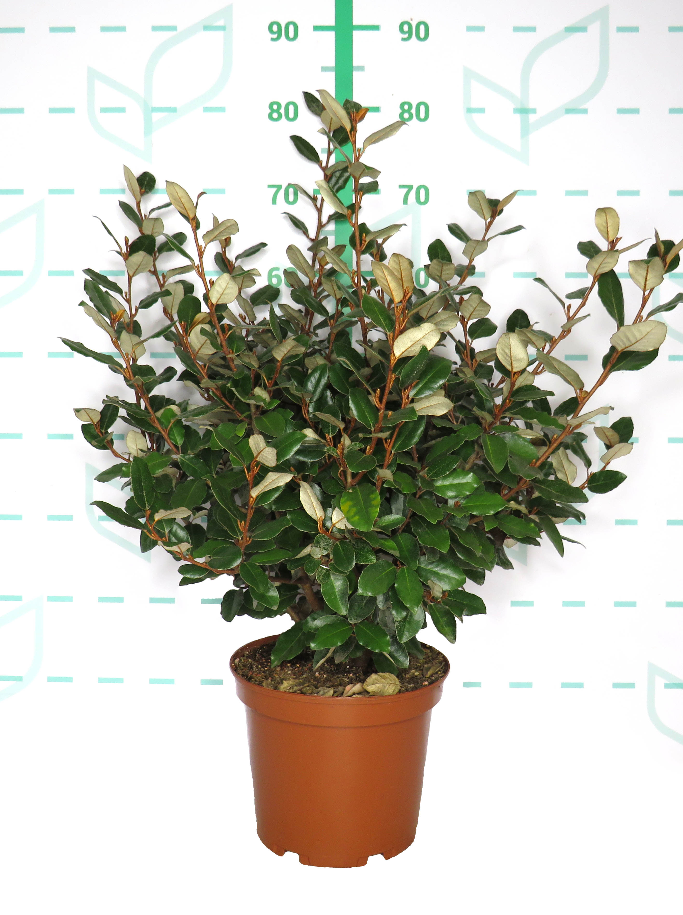 Elaeagnus x ebbingei "Compacta" 5L 45/55