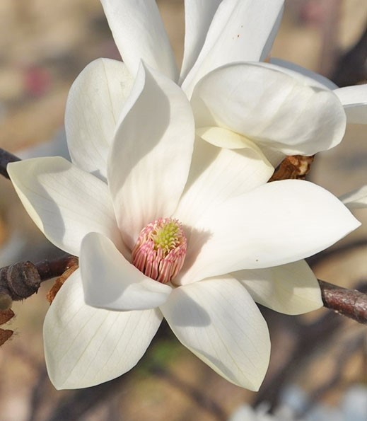 Magnolia "Elisa Odenwald" 7.5L 70/90  Injertada
