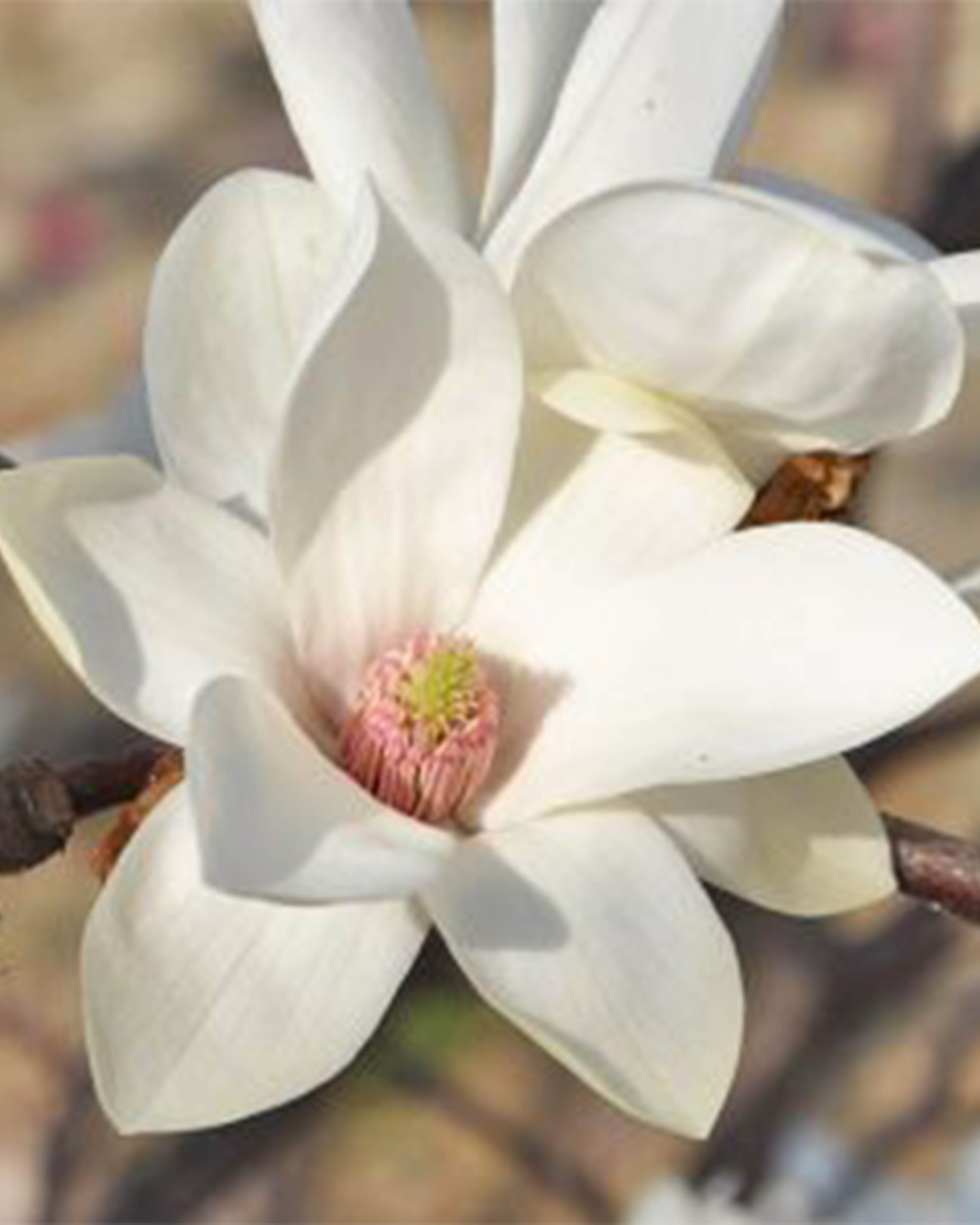 Magnolia "Elisa Odenwald" 15L 70/90