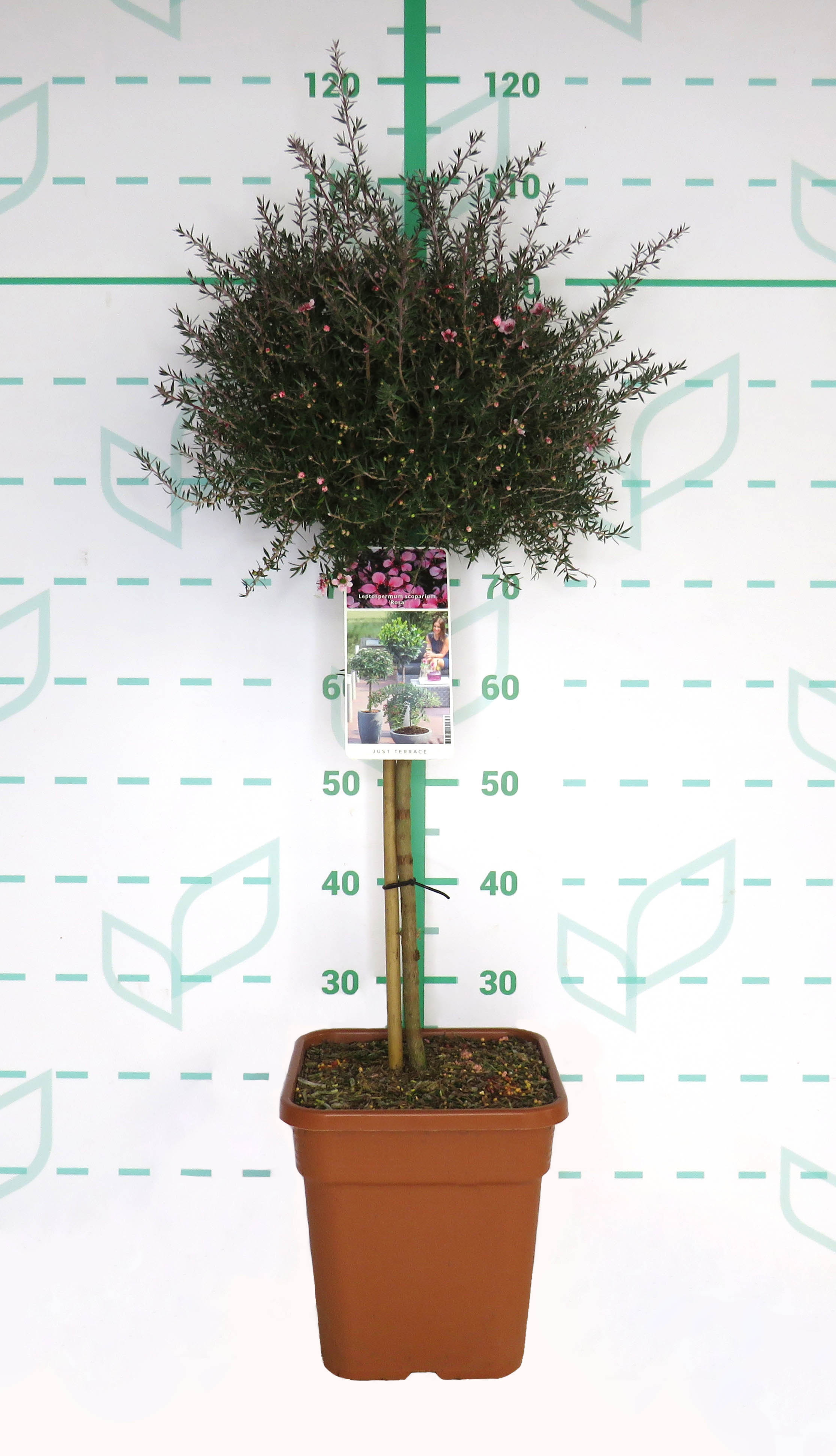 Leptospermum scoparium 11L Cuadrada Ht 50 80/100