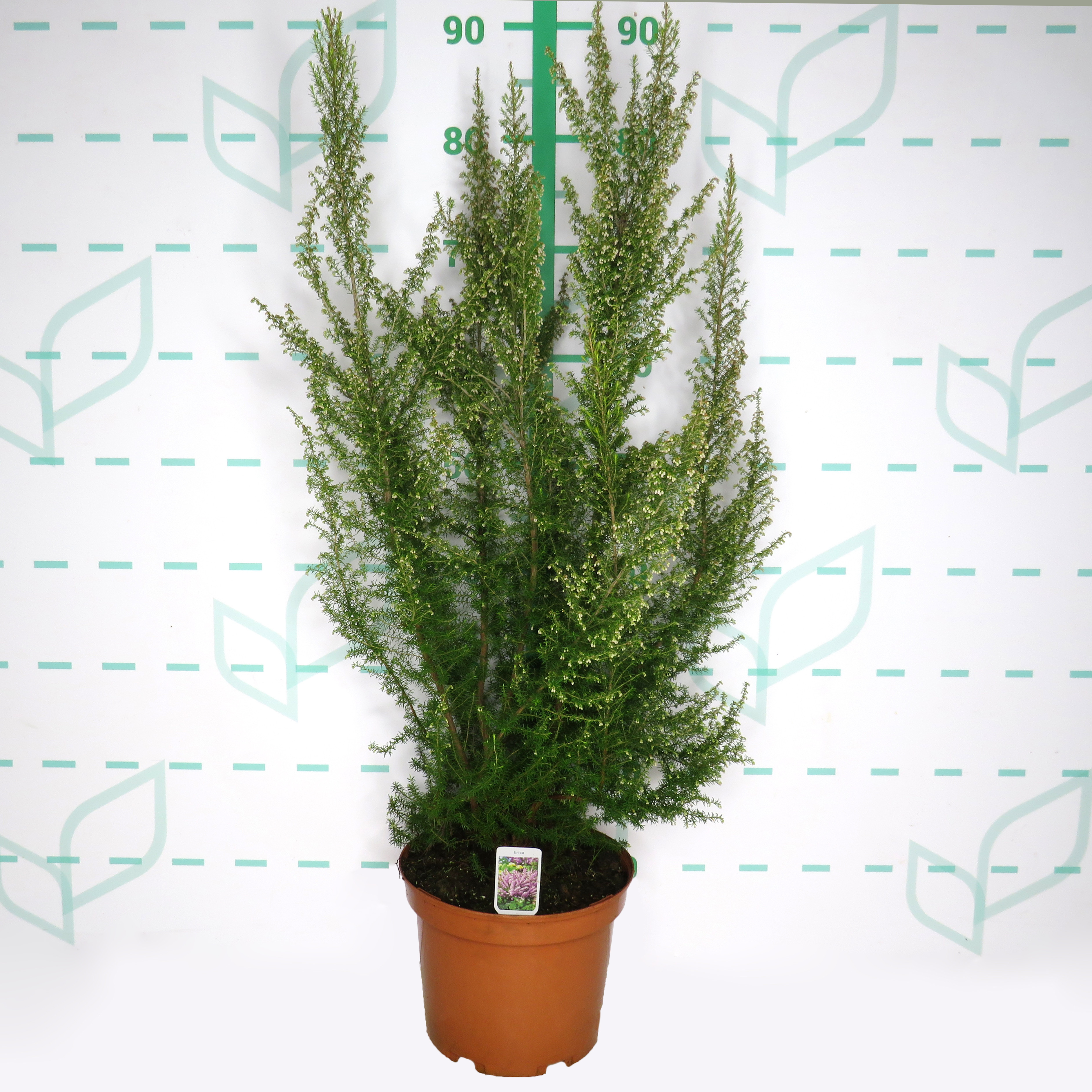 Erica arborea 4L 35/45