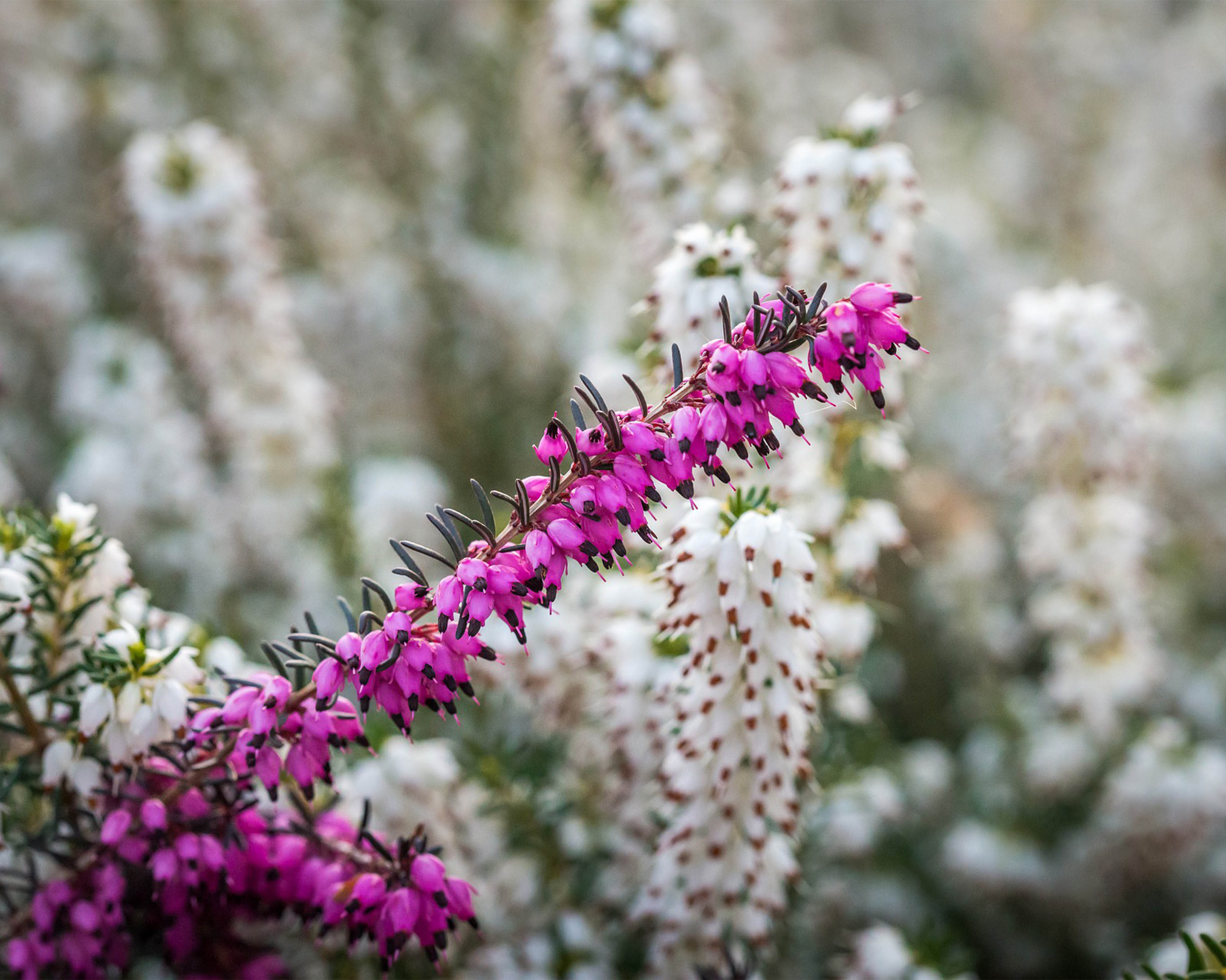 Erica darleyensis 3L 15/20