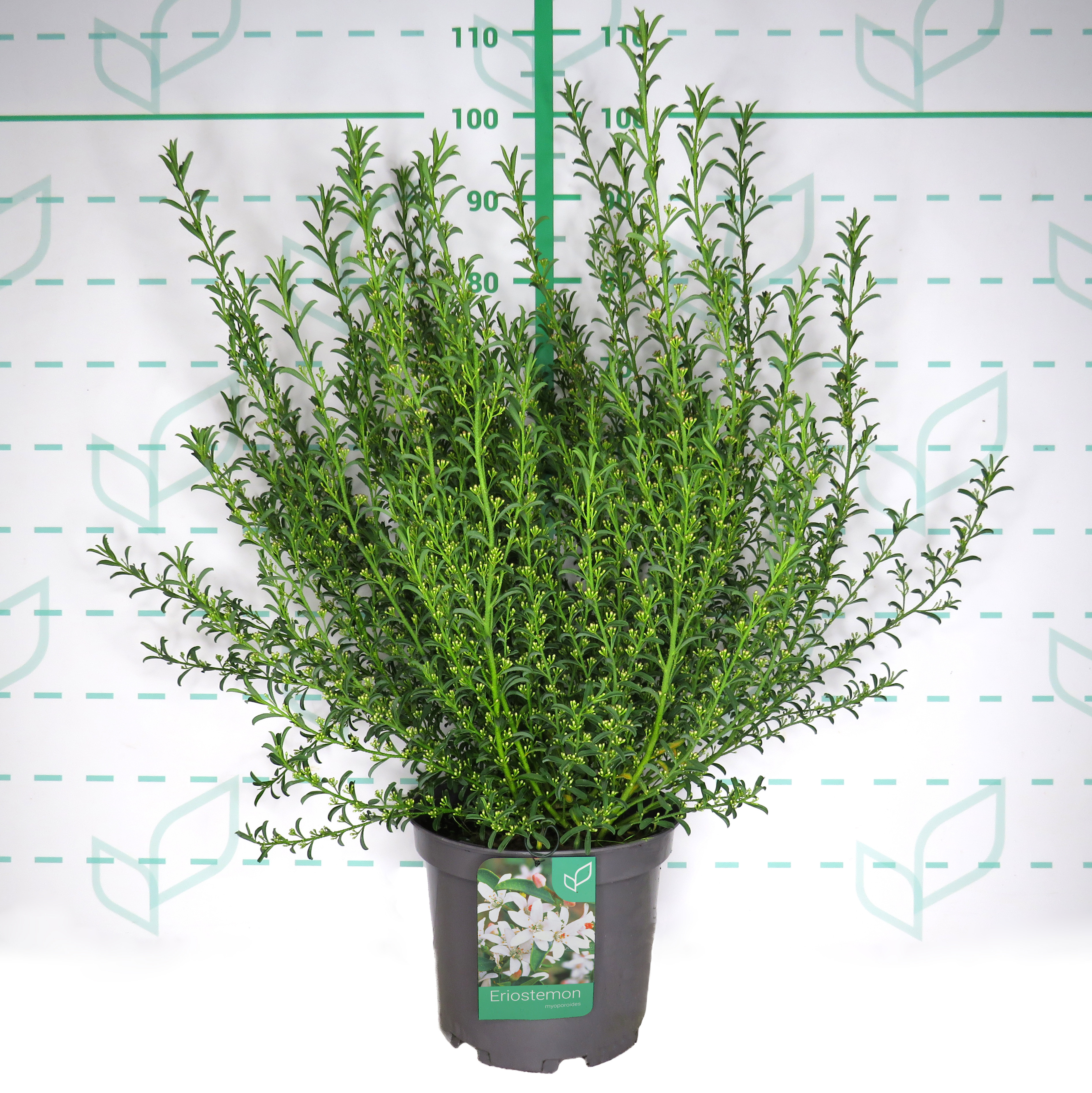 Eriostemon myoporoides 10L 40/50