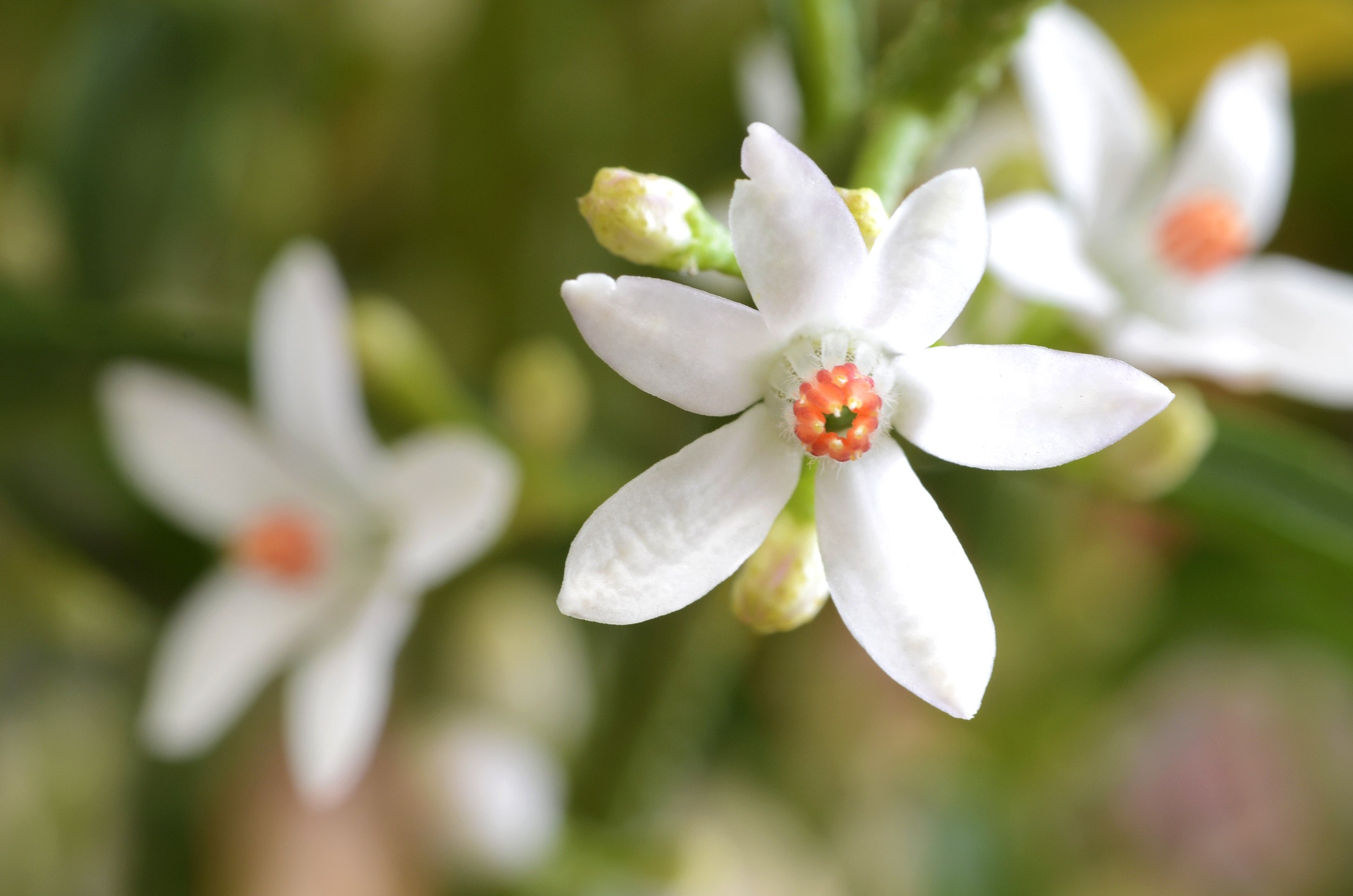 Eriostemon myoporoides 2.5L 40/50