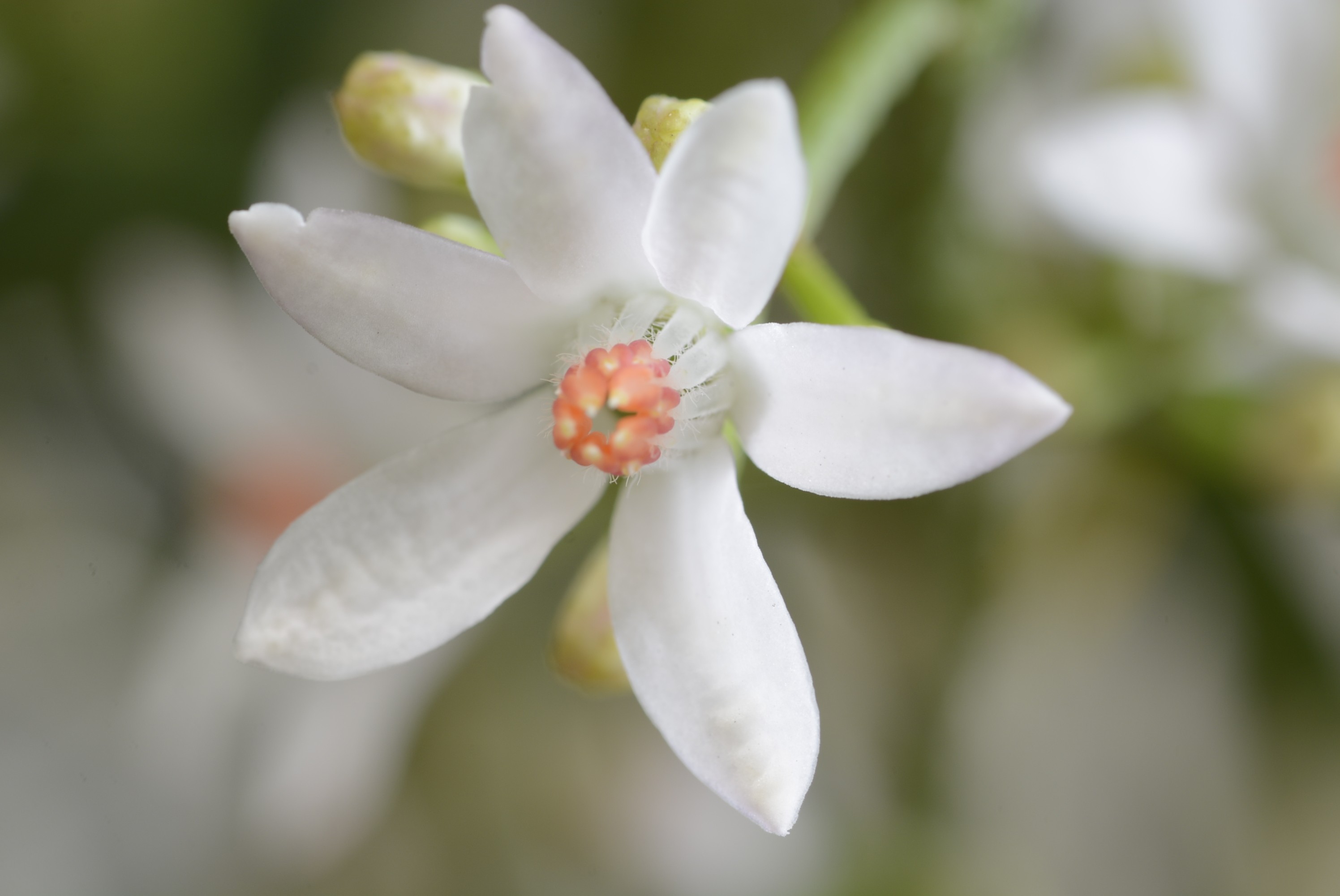 Eriostemon myoporoides 5L 45/55