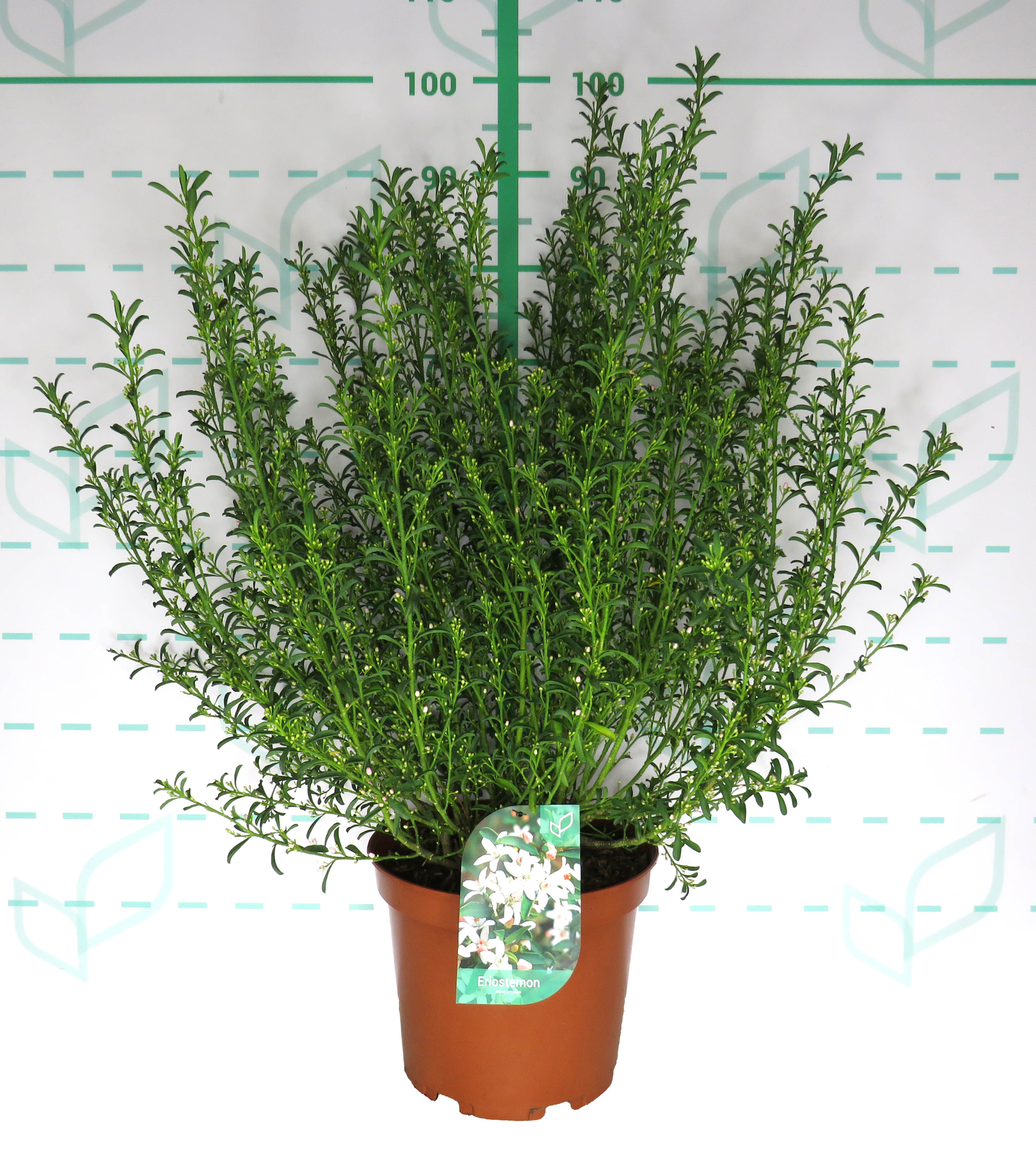 Eriostemon myoporoides 10L 40/50