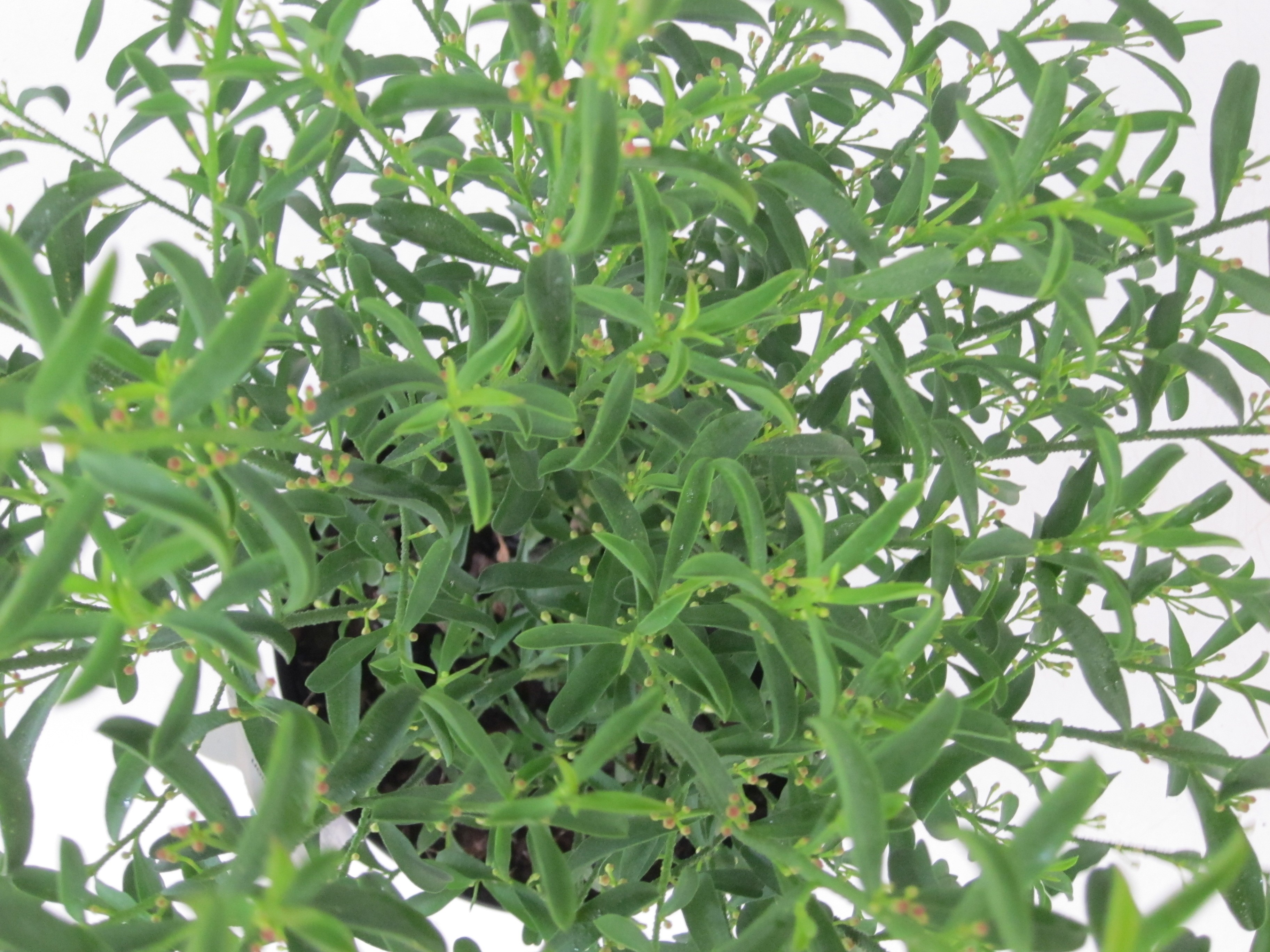 Eriostemon myoporoides 3L 35/45