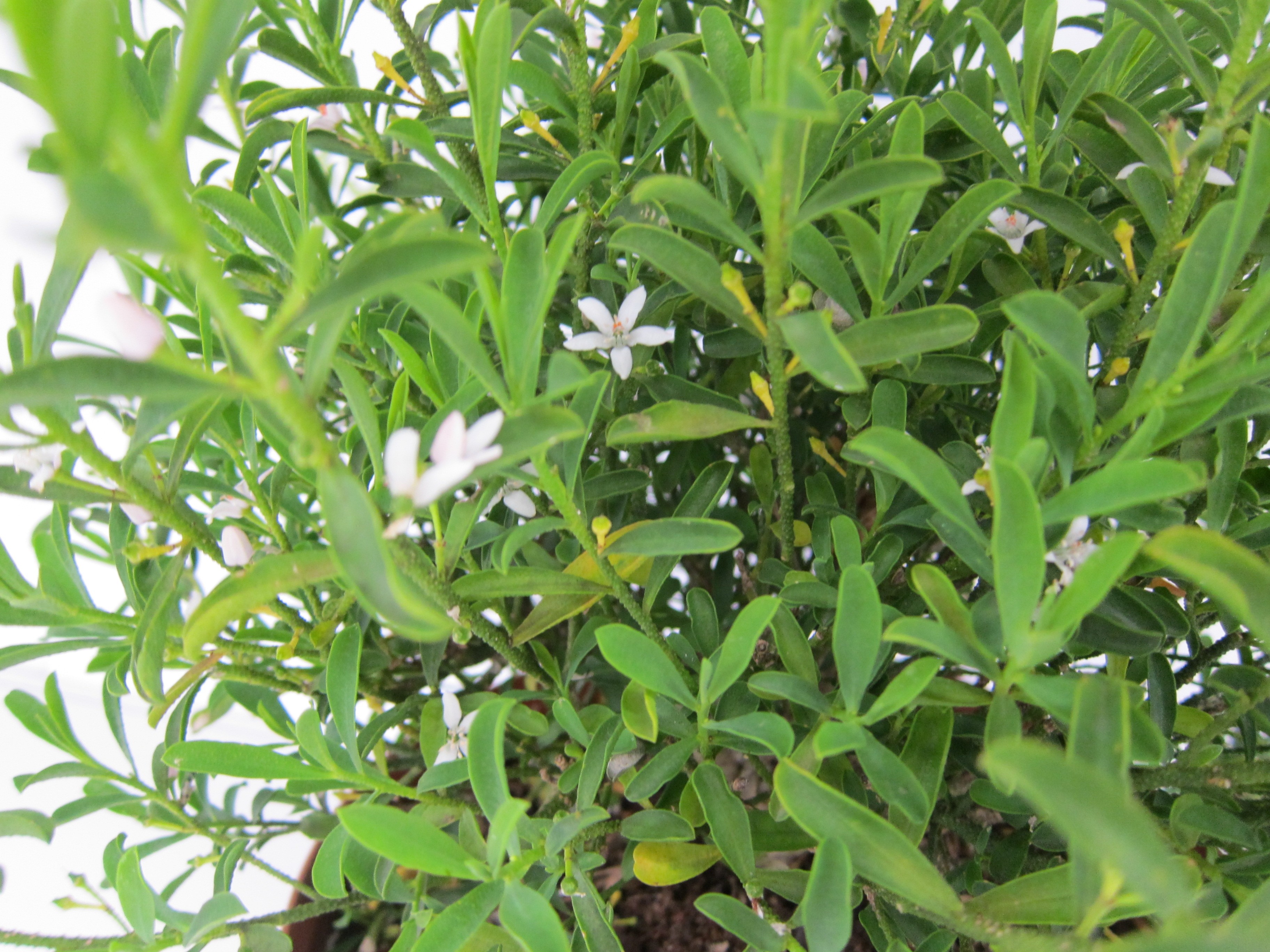Eriostemon myoporoides 7.5L 25/ 30 