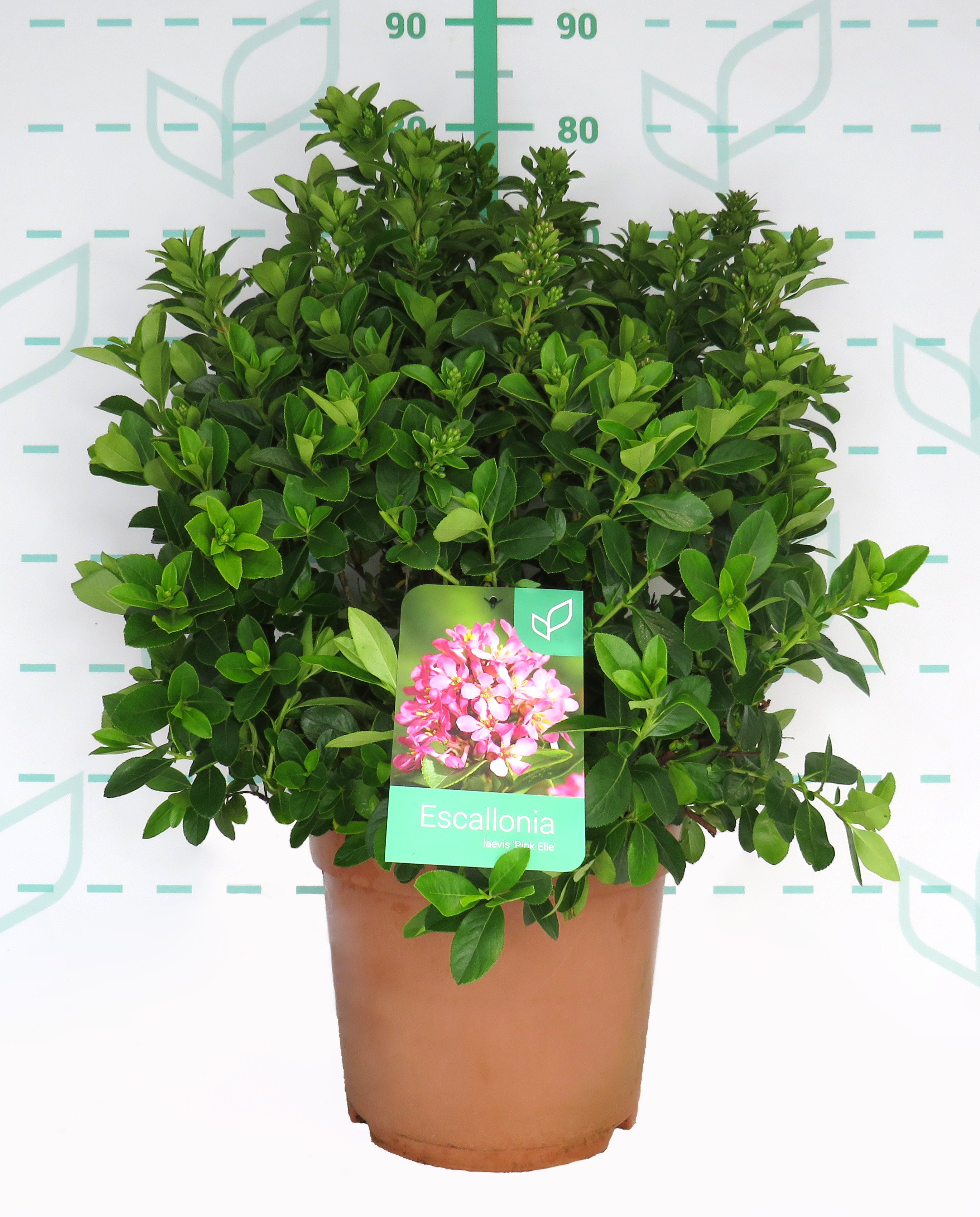 Escallonia laevis "Pink Elle" ® 10L 40/50