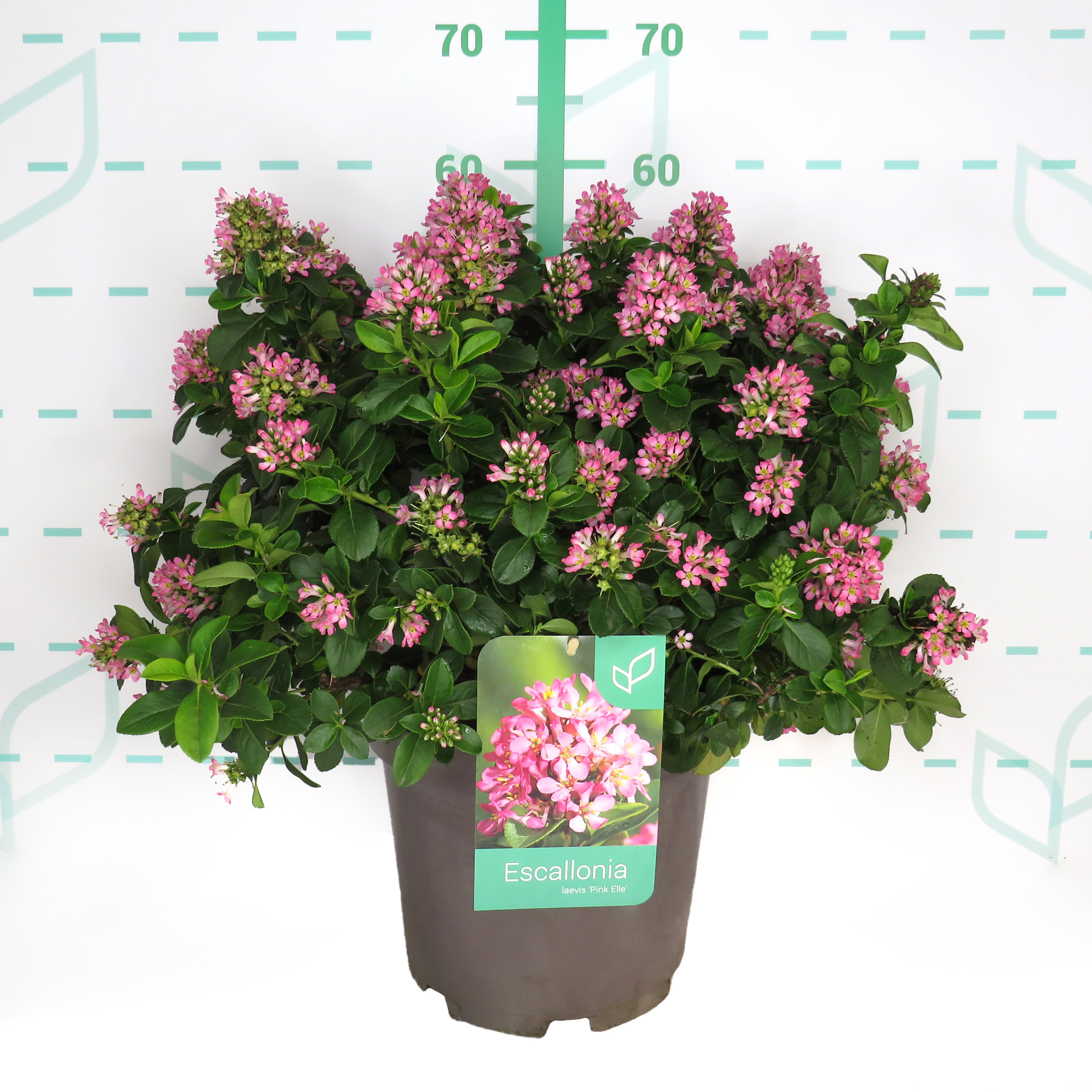 Escallonia laevis "Pink Elle" ® 10L 40/50
