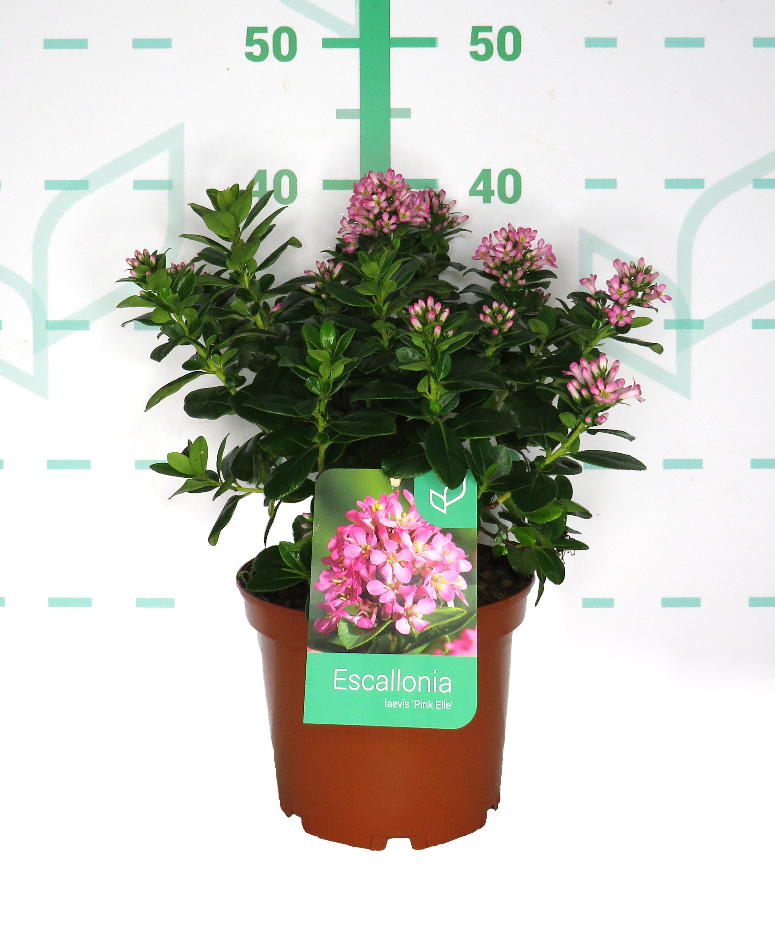 Escallonia laevis "Pink Elle" ® 3L 20/30
