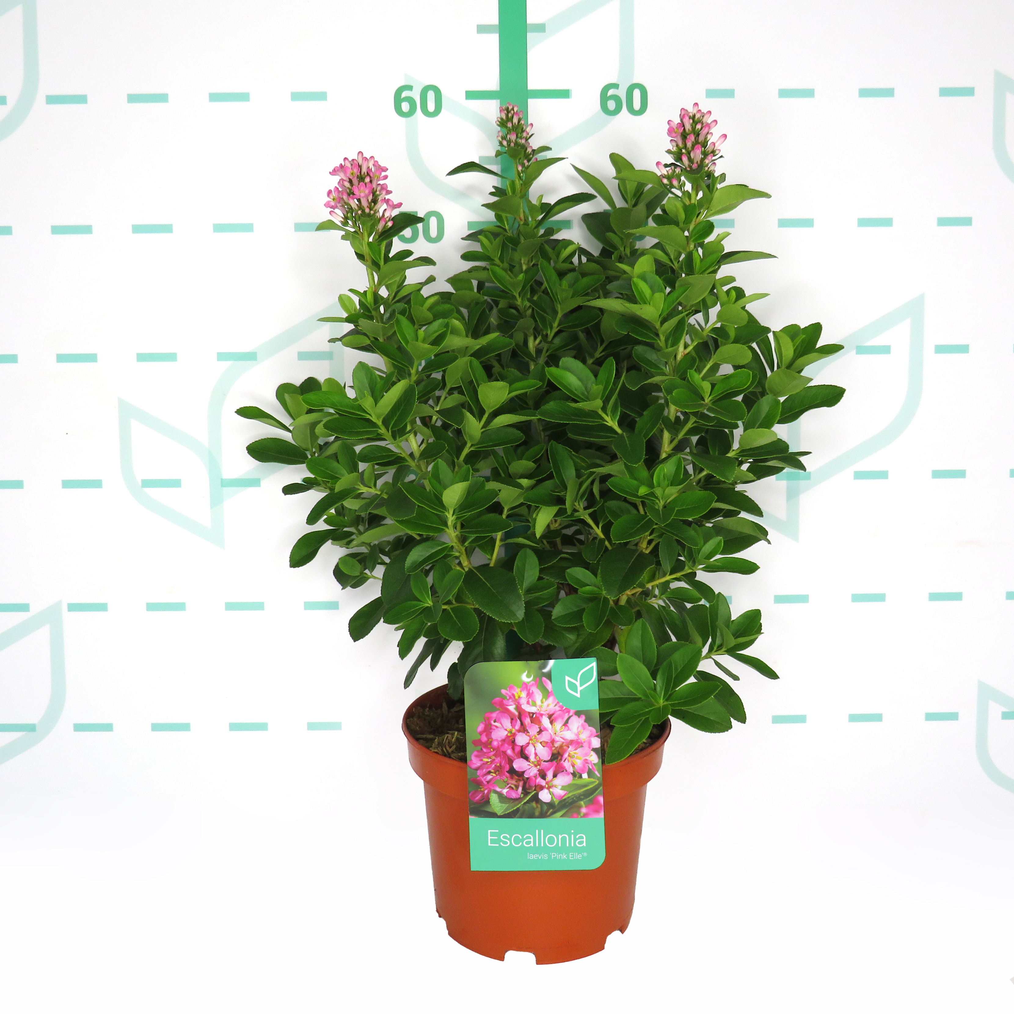 Escallonia laevis "Pink Elle" ® 3L 20/30