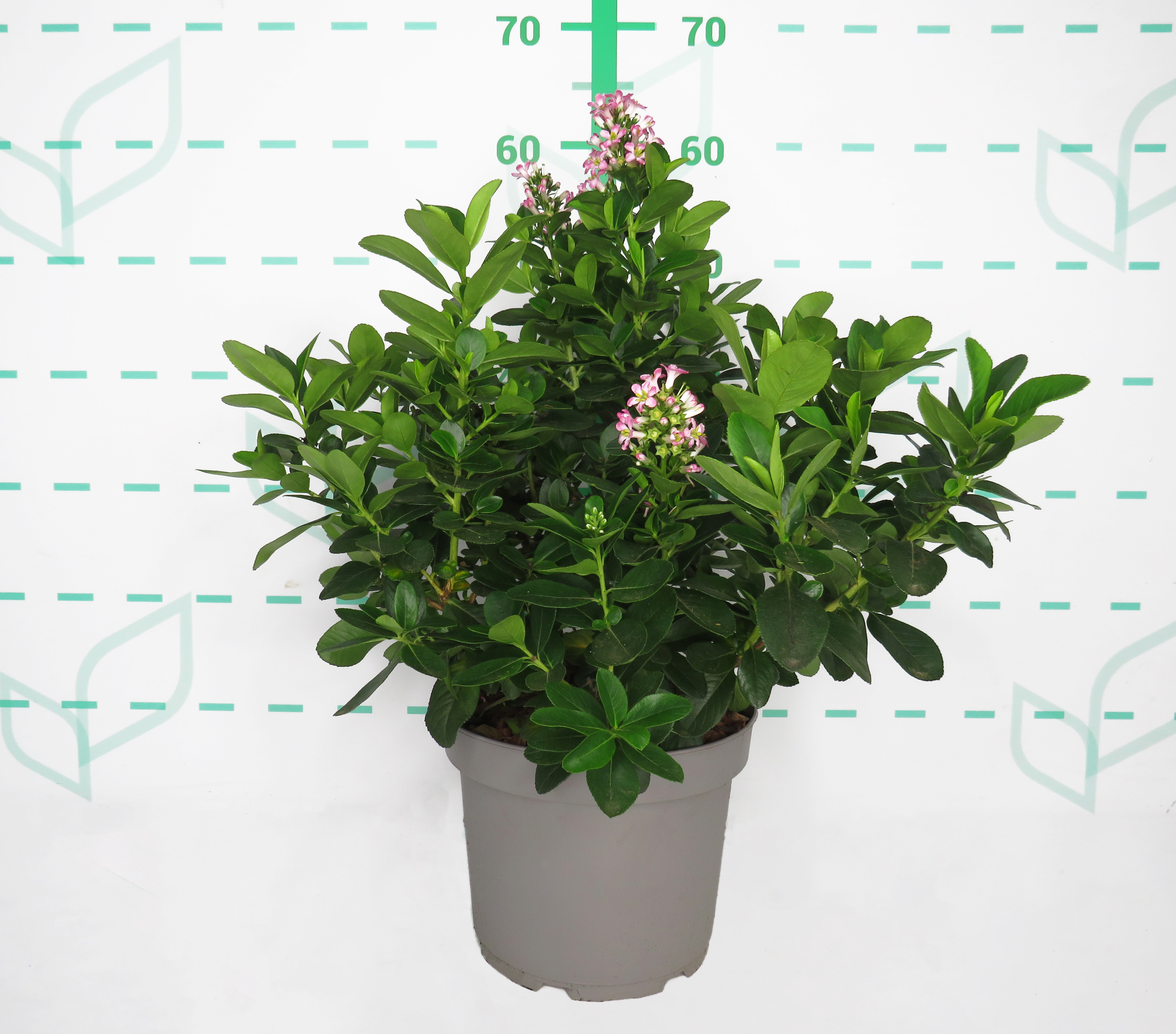 Escallonia laevis "Pink Elle" ® 5L