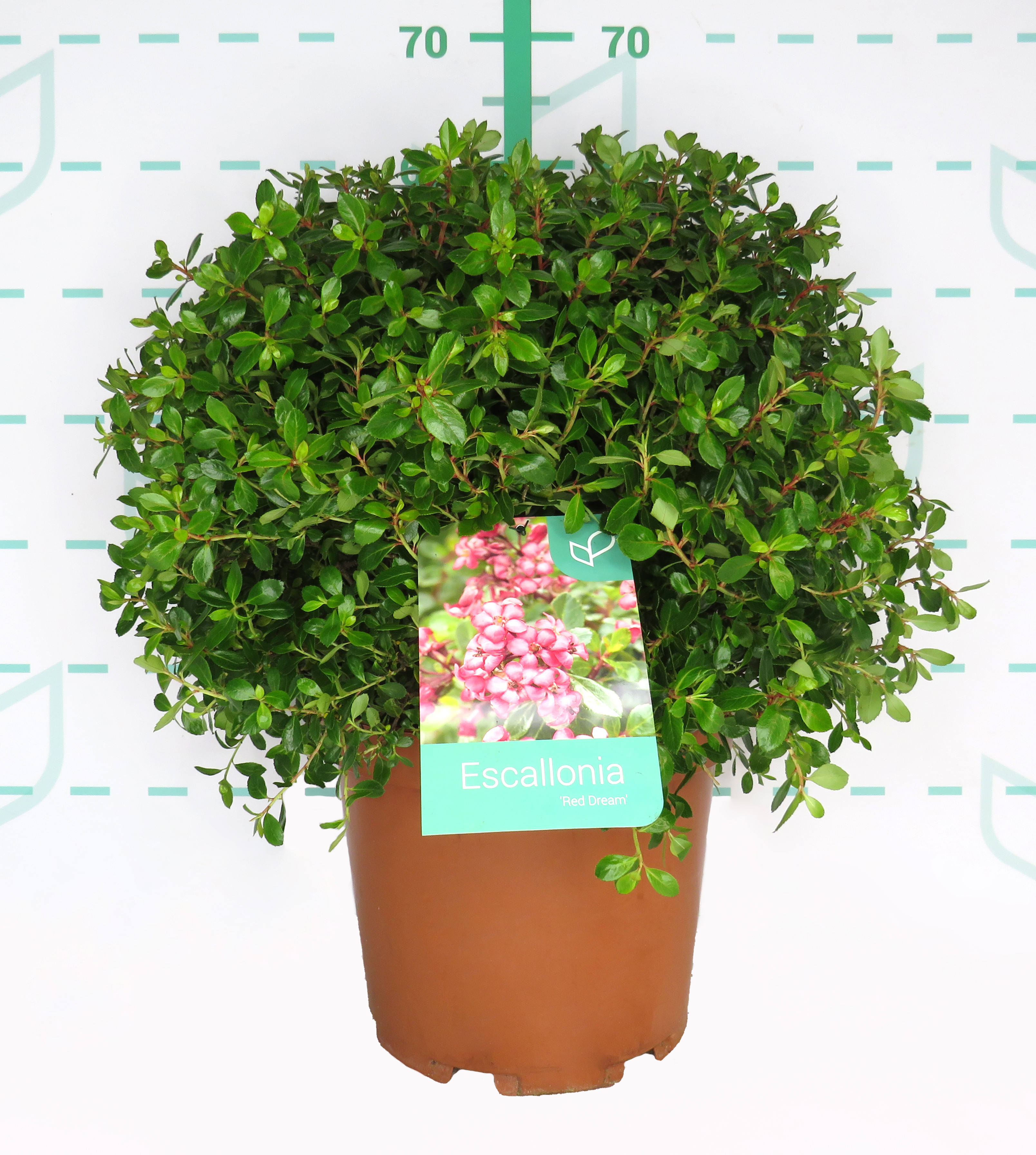 Escallonia "Red Dream" 10L 20/25