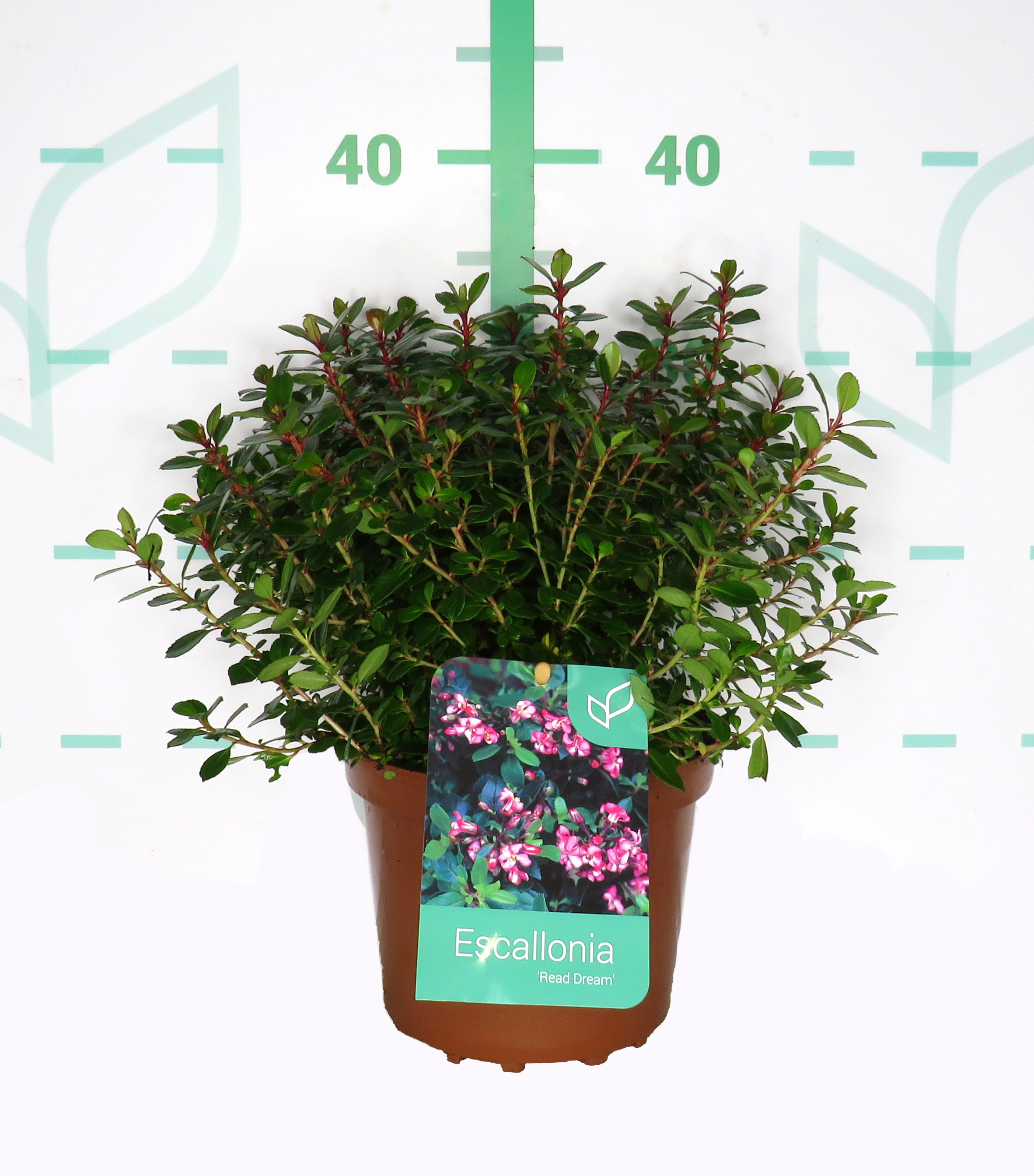 Escallonia "Red Dream" 2.5L 15/20