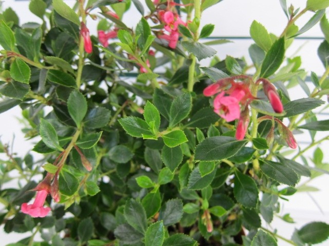 Escallonia rubra "Macrantha" 2L 20/30