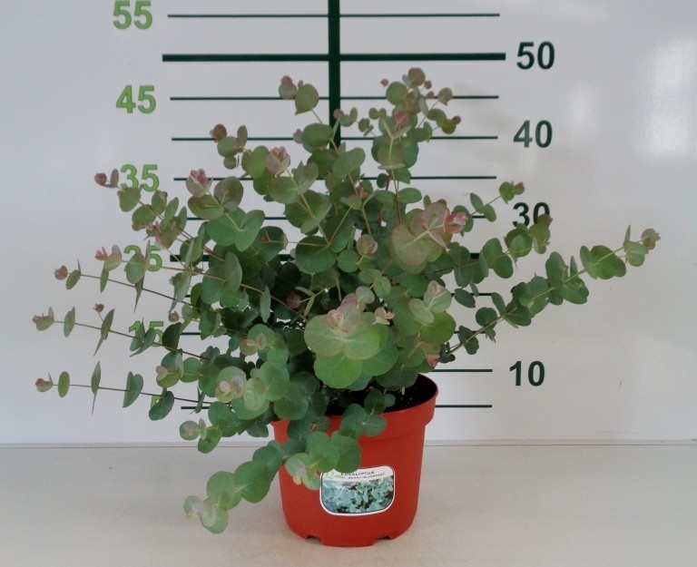 Eucalyptus gunnii "Silverana" ® 2.5L 20/30