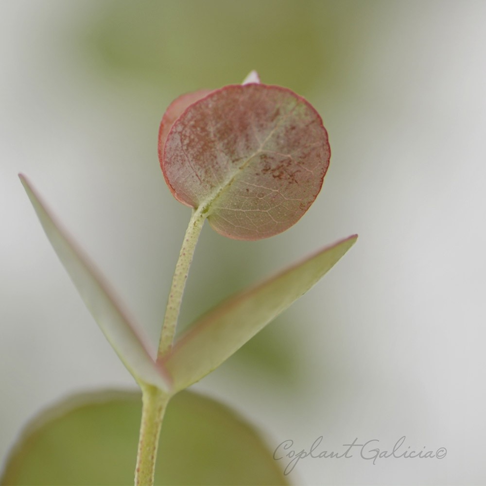 Eucalyptus gunni "France Bleu" 10L 160/180