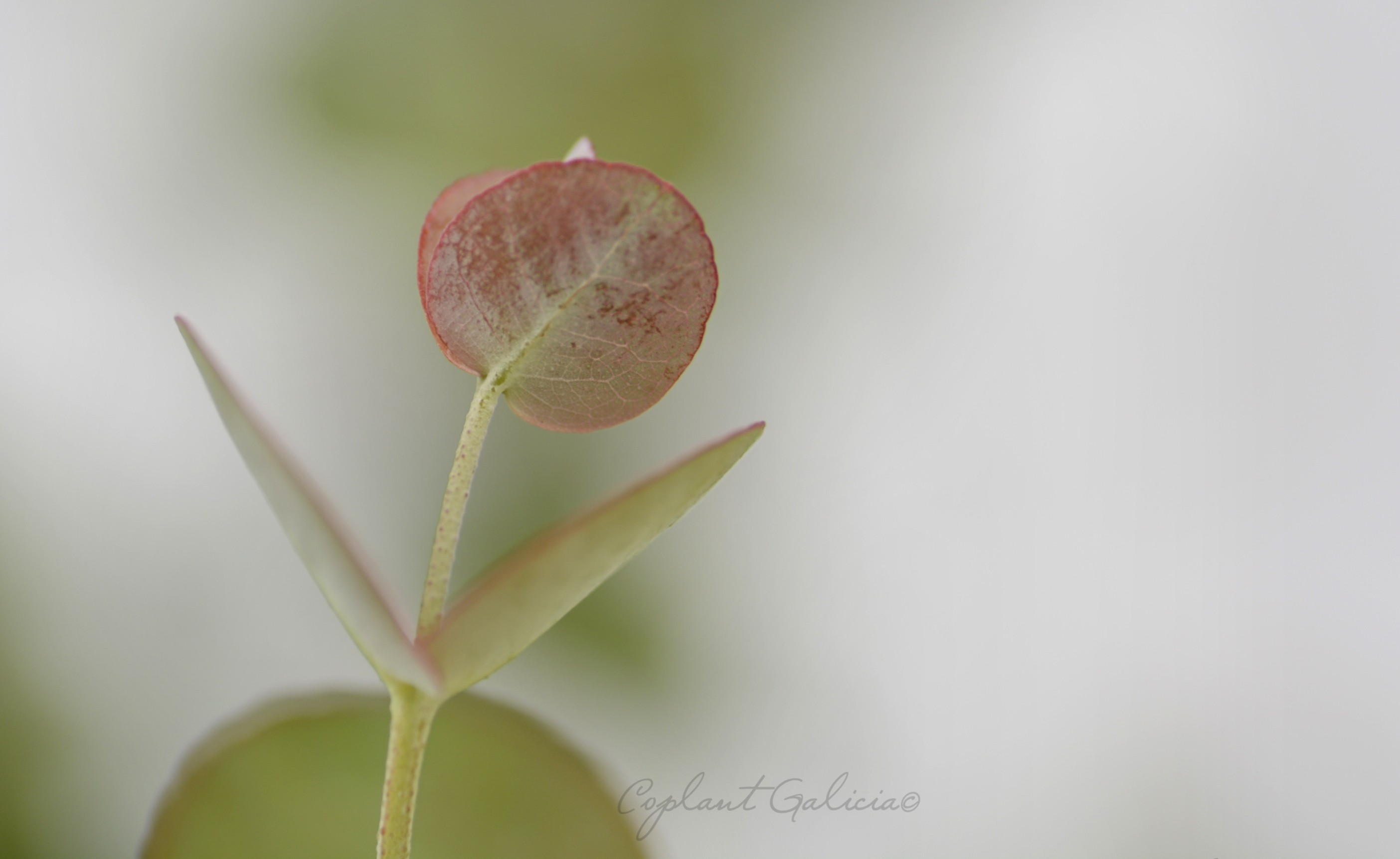 Eucalyptus gunnii "Silverdrop" 2.5L 20/30
