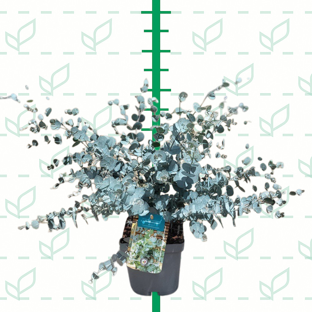 Eucalyptus gunni "Azura" ® 2L