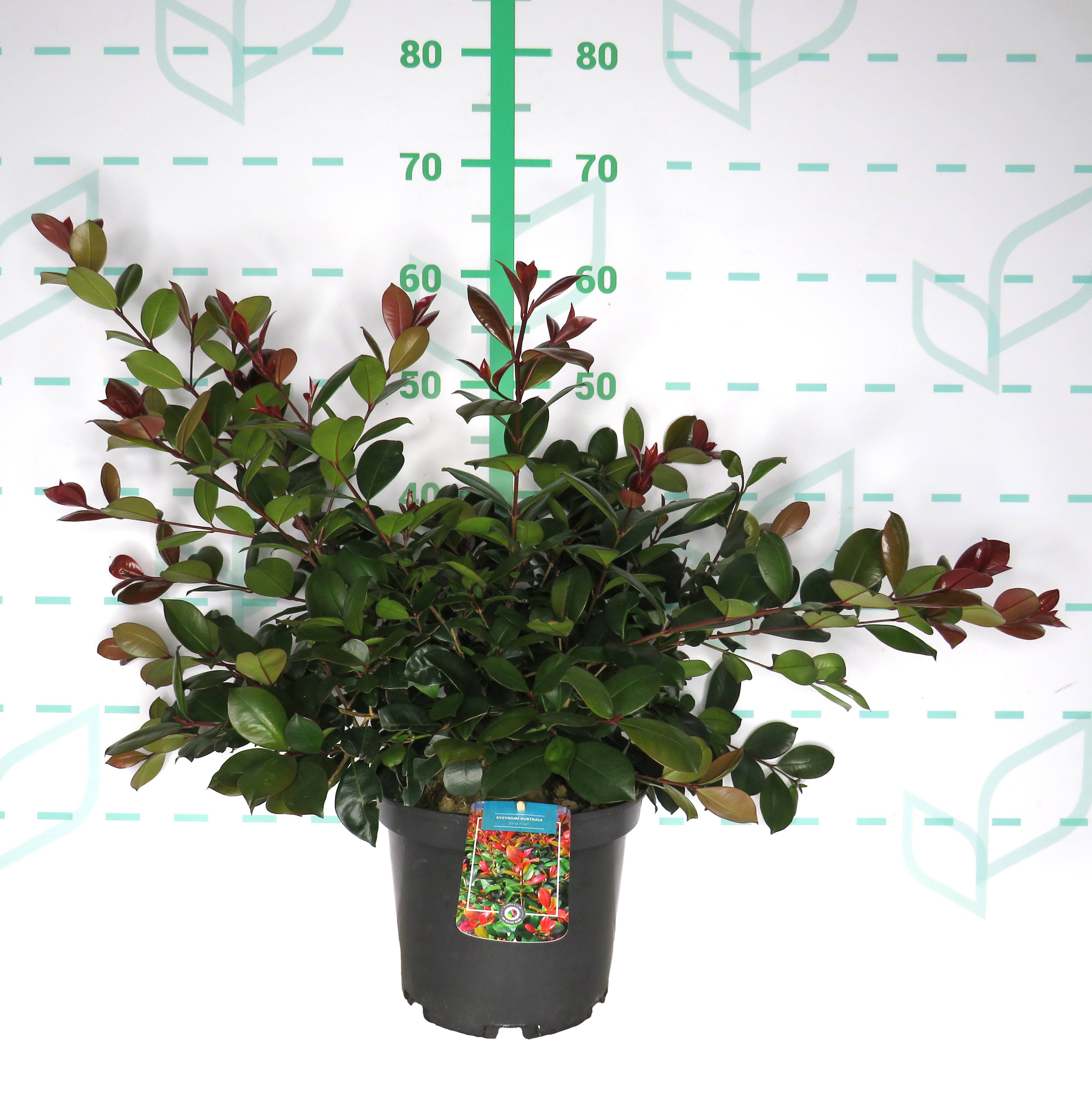 Eugenia "Etna Fire" ® 5L 30/40