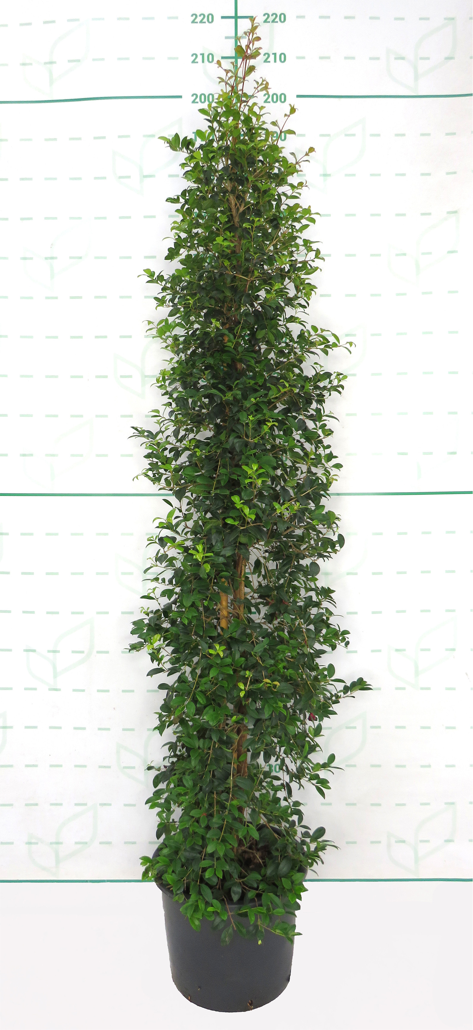 Eugenia myrtifolia 20L 1 Tutor 180  160/180