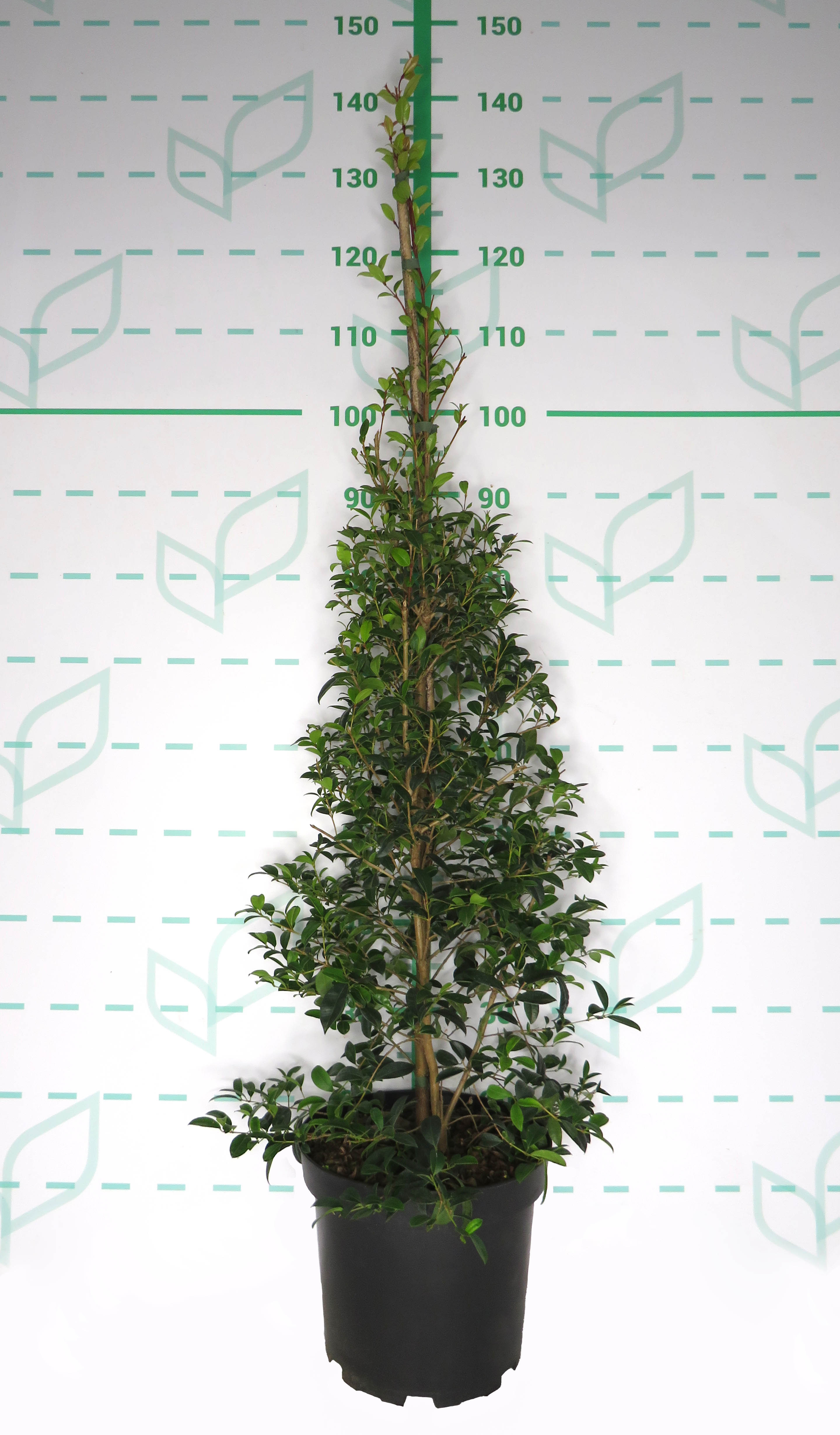 Eugenia myrtifolia 7.5L 1 Tutor 100/120