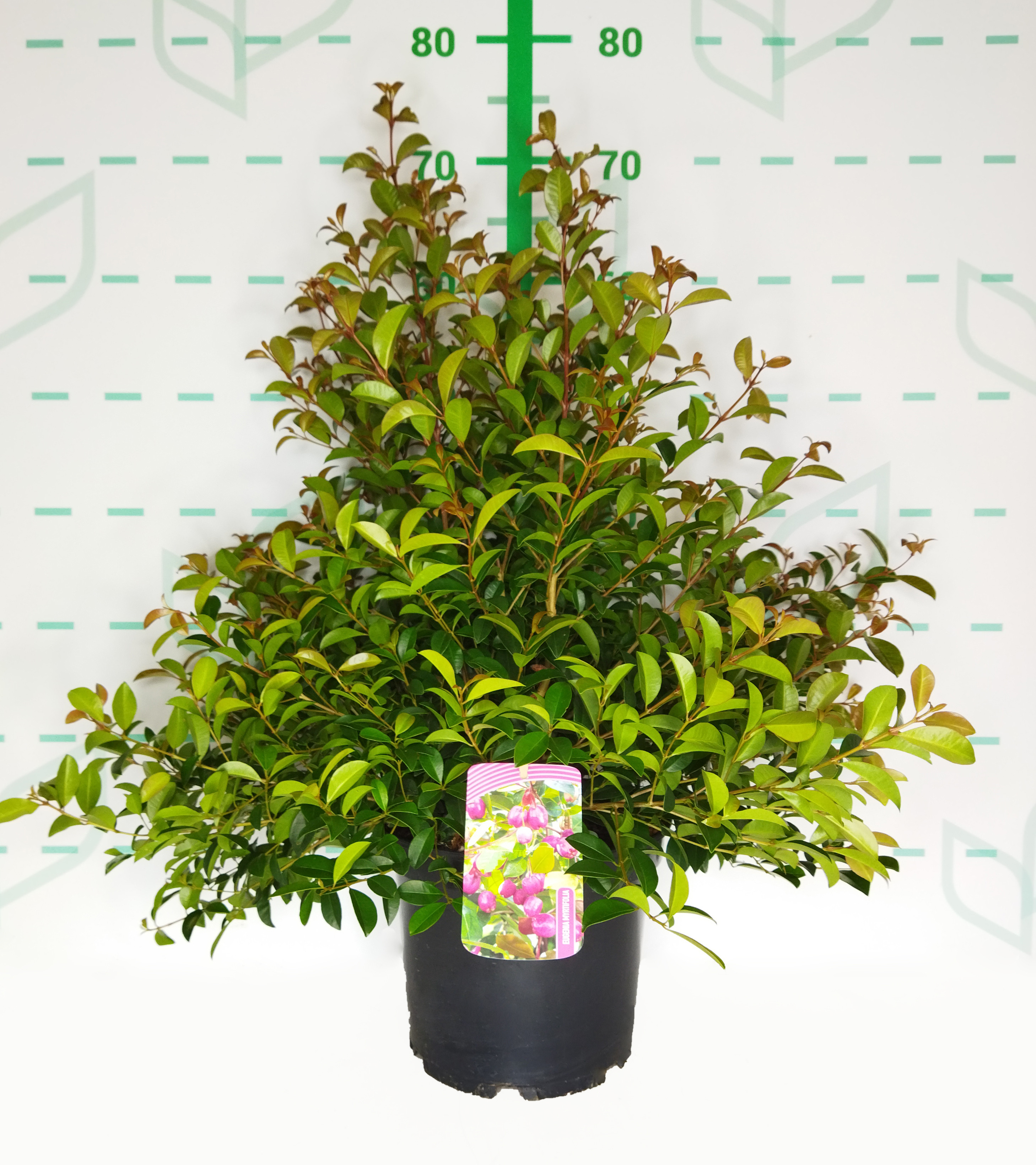 Eugenia myrtifolia "Newport" 5L 30/40