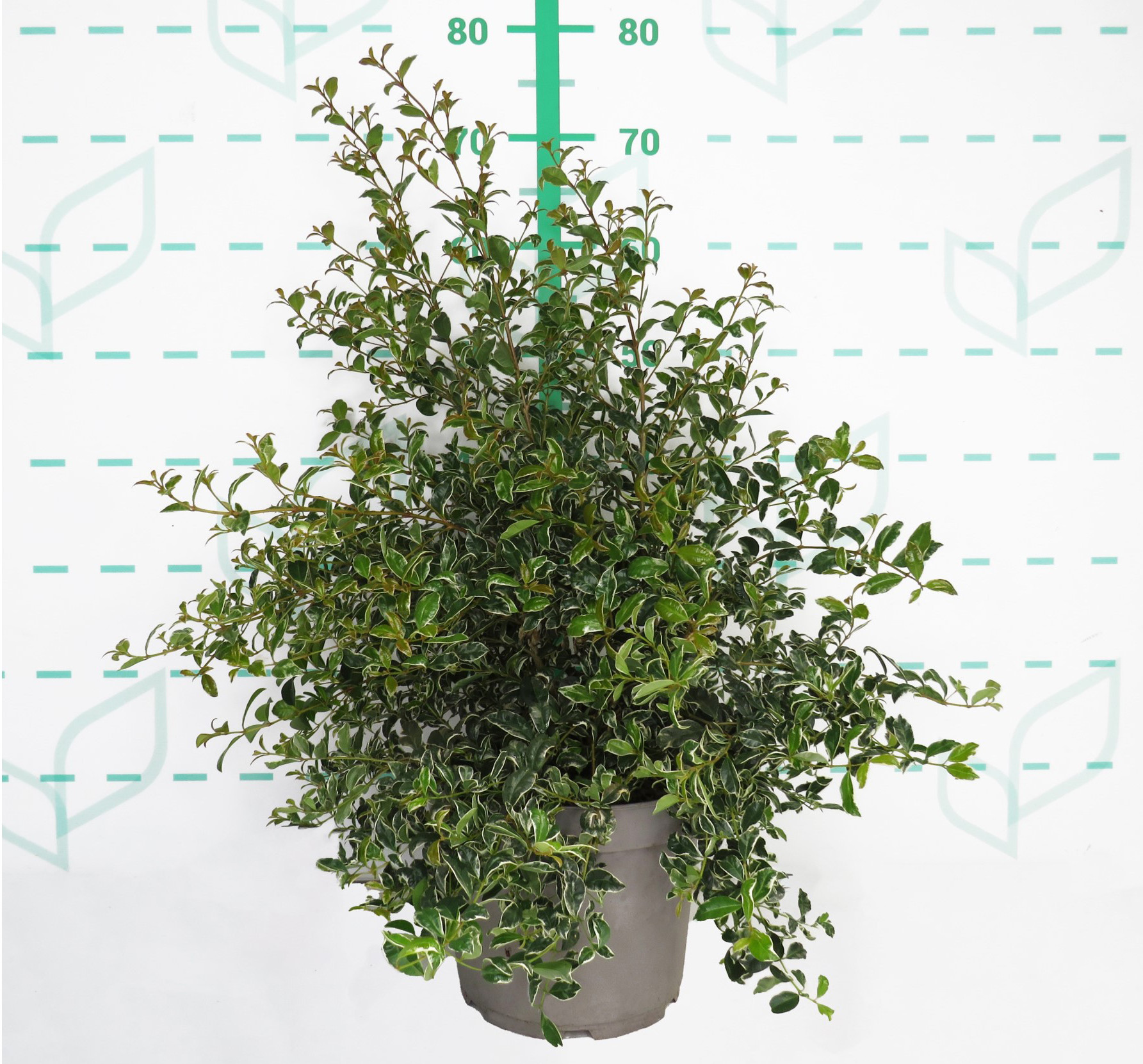 Eugenia myrtifolia "Variegata" 5L 30/40