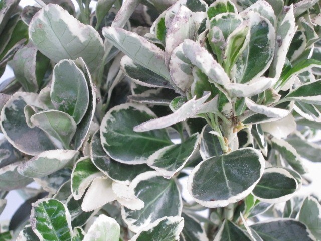 Euonymus japonicus "Kathy" 10L
