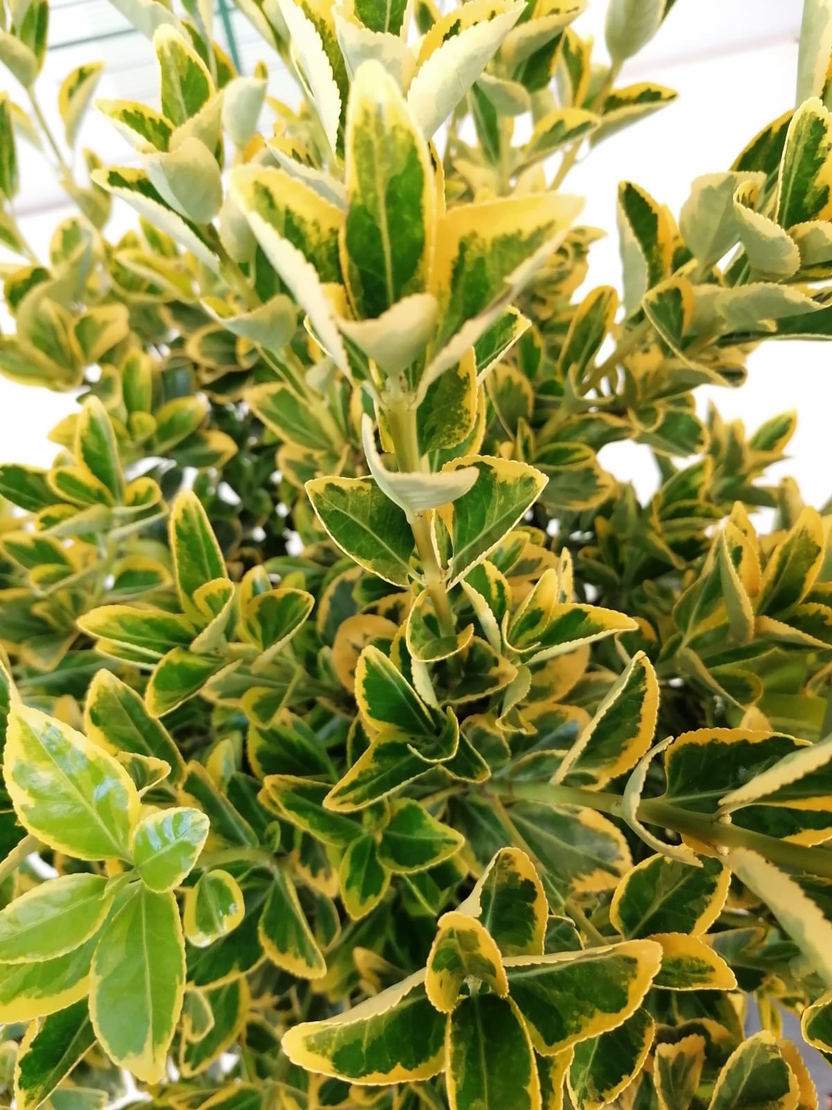 Euonymus japonicus "Aureomarginatus" 15L 80/90