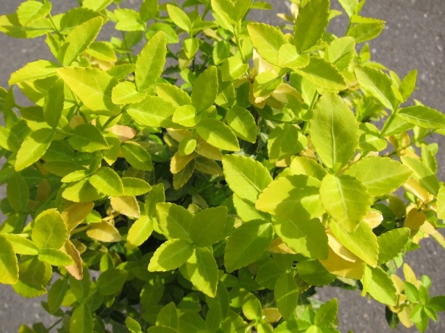 Euonymus fortunei "Emerald Gaiety" 3L