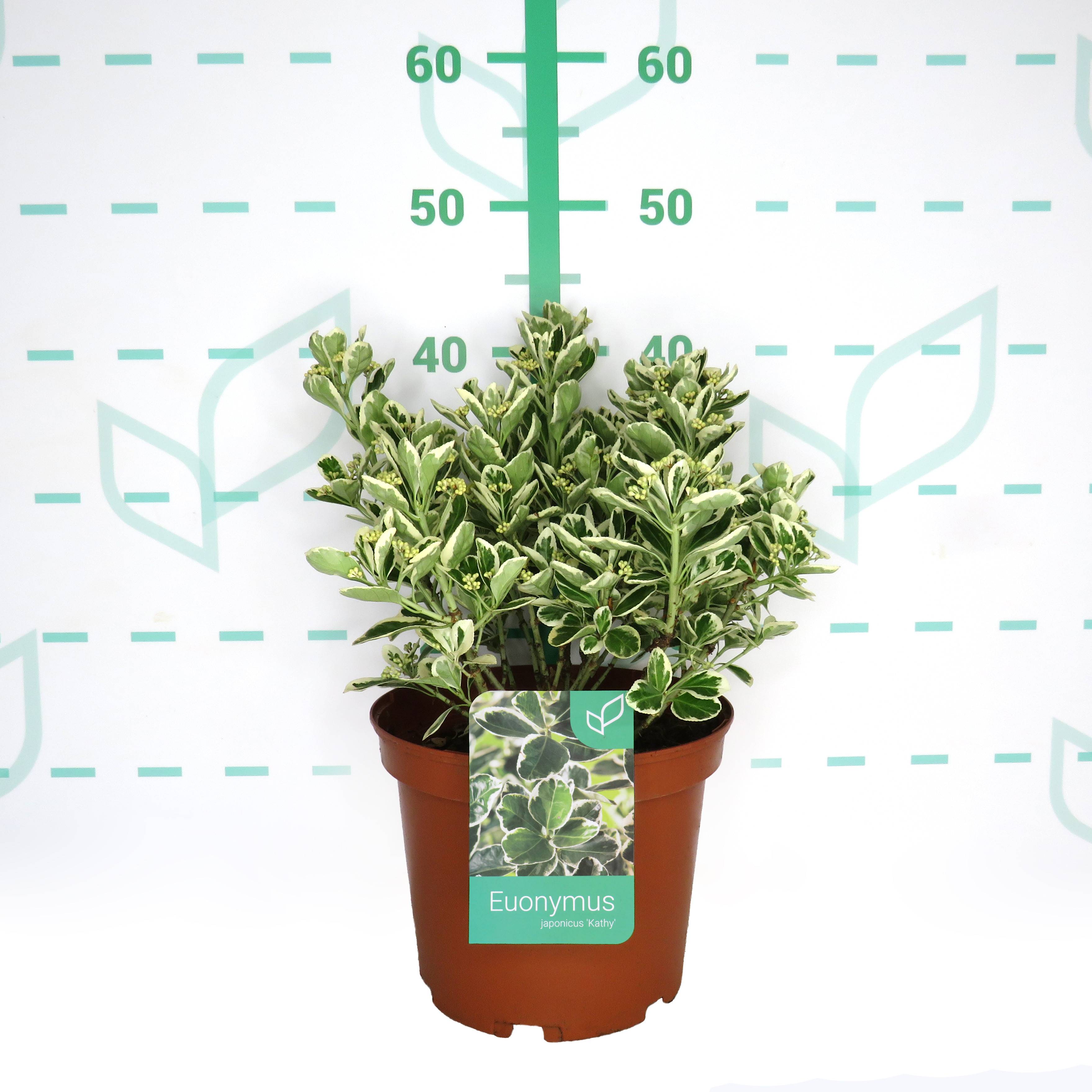 Euonymus japonicus "Kathy" 5L 20/25