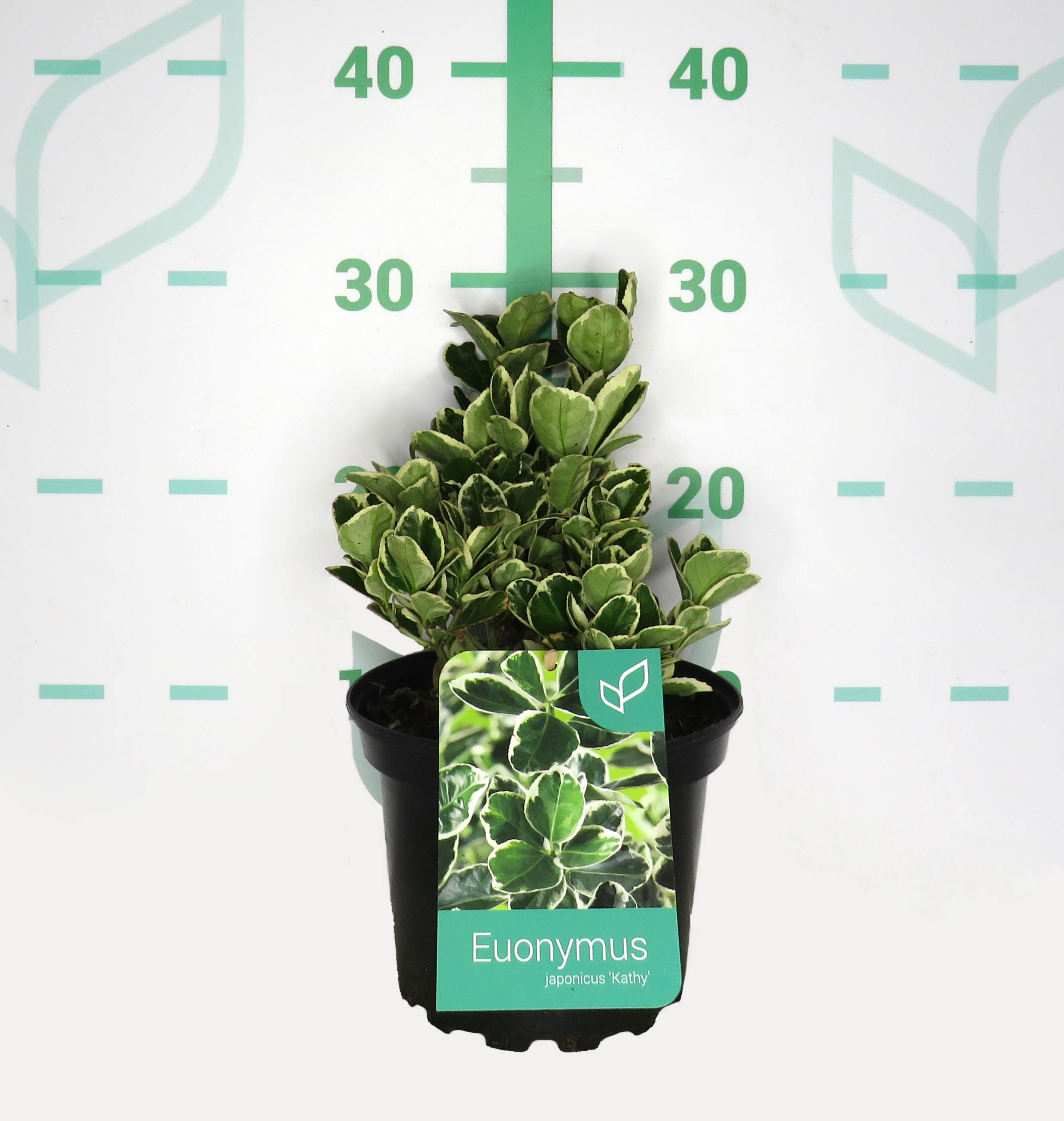 Euonymus japonicus "Kathy" 2L 15/20