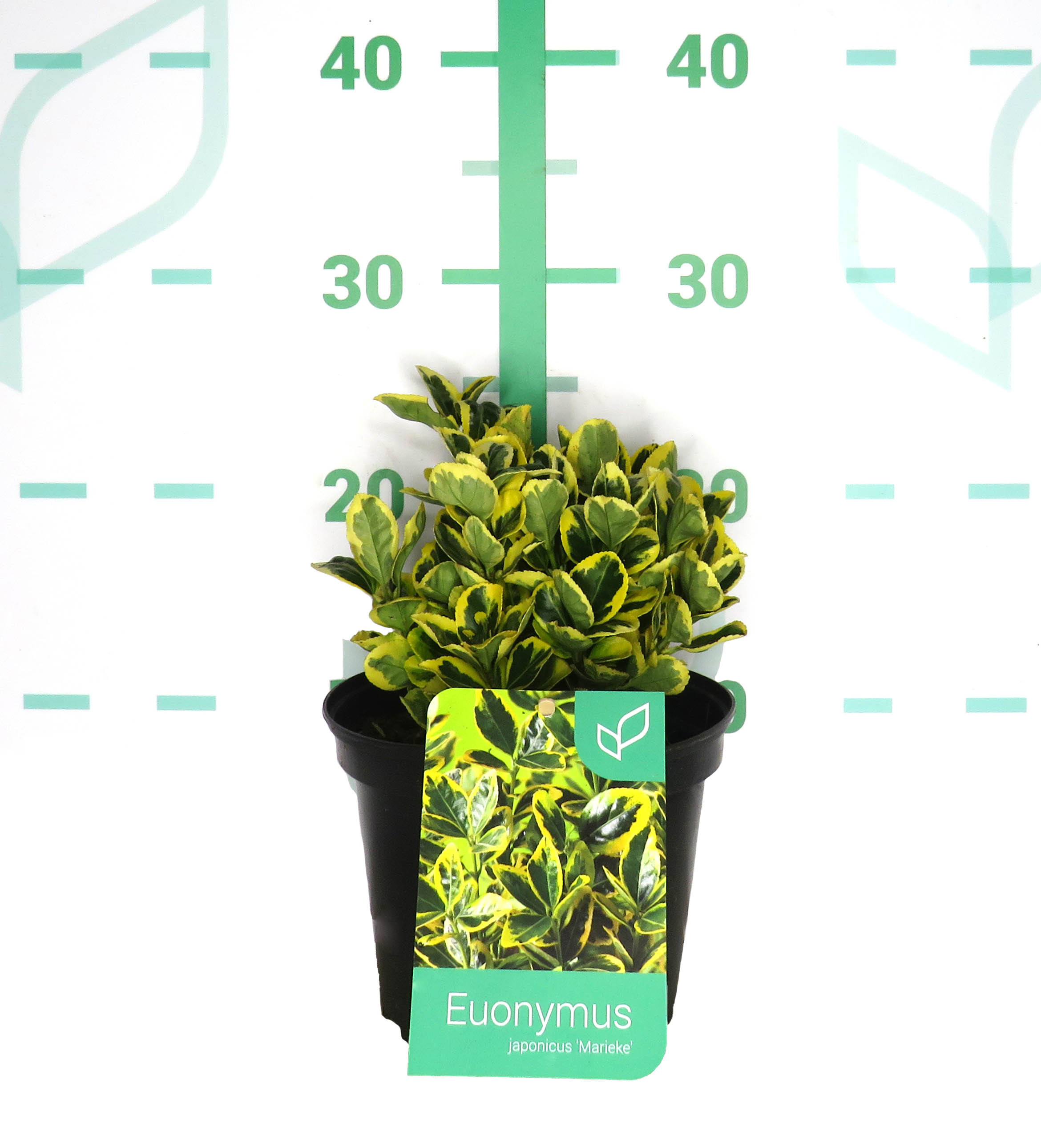 Euonymus japonicus "Marieke" 2L 15/20