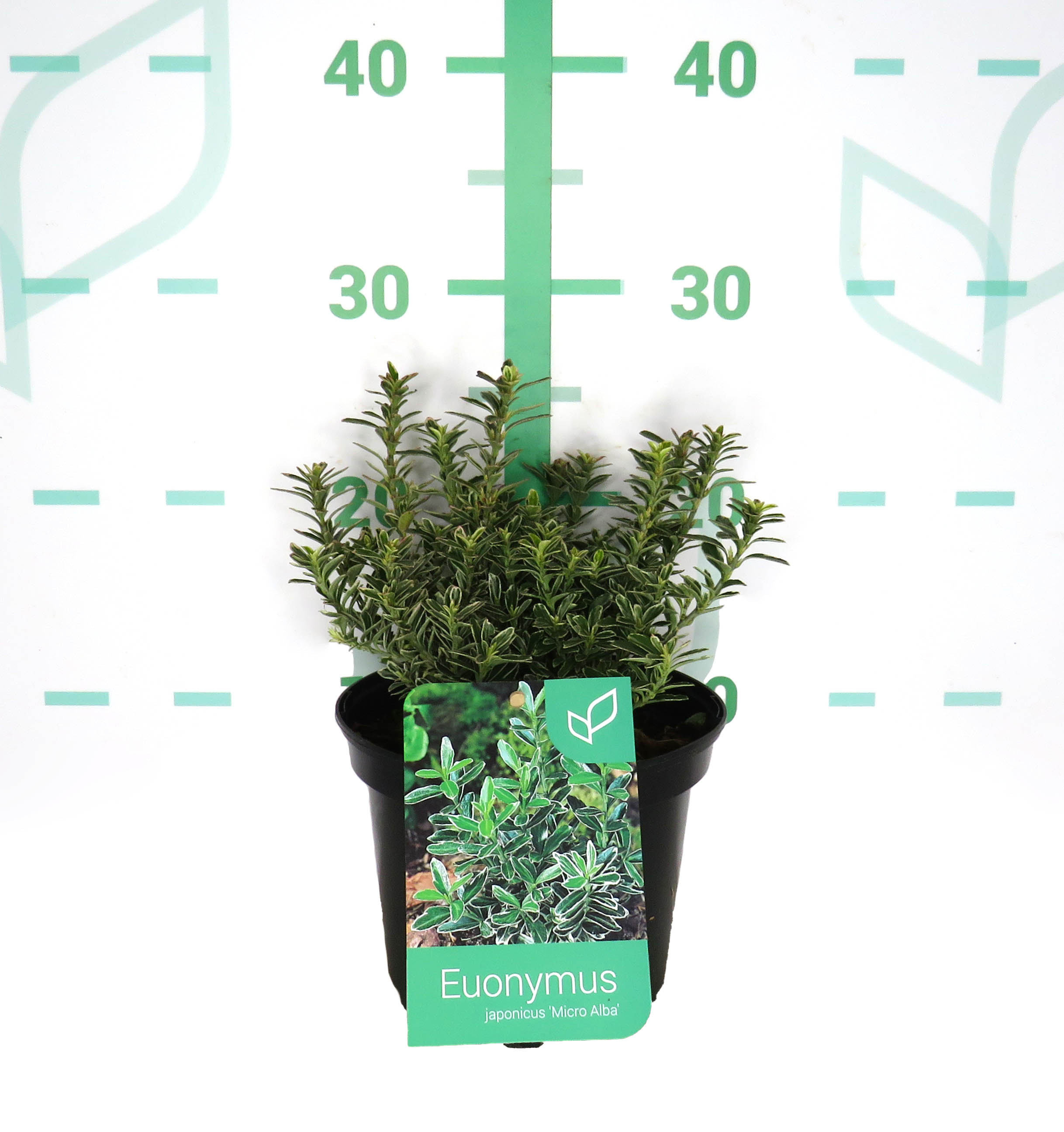 Euonymus japonicus "Micro Alba" 2L 15/20
