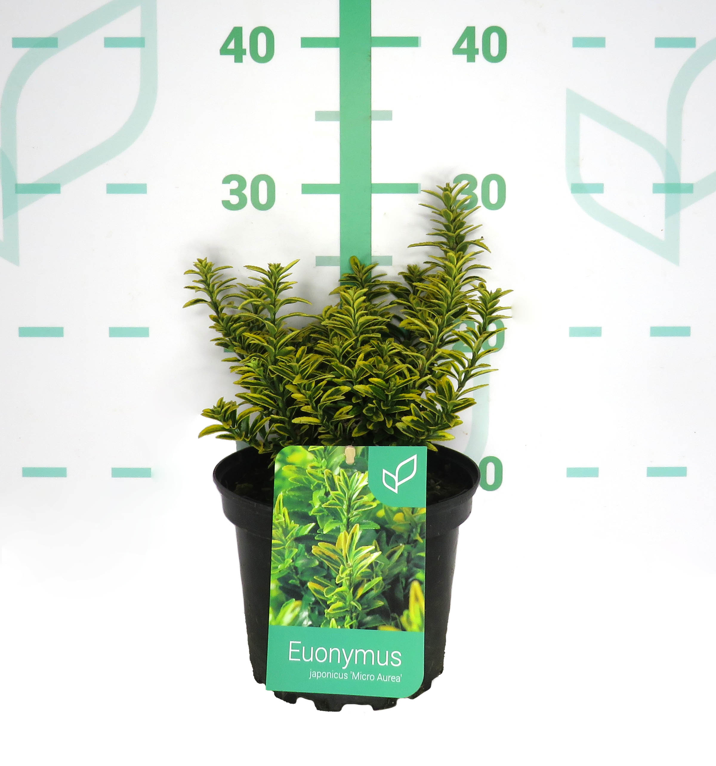 Euonymus japonicus "Micro Aurea" 2L 15/20