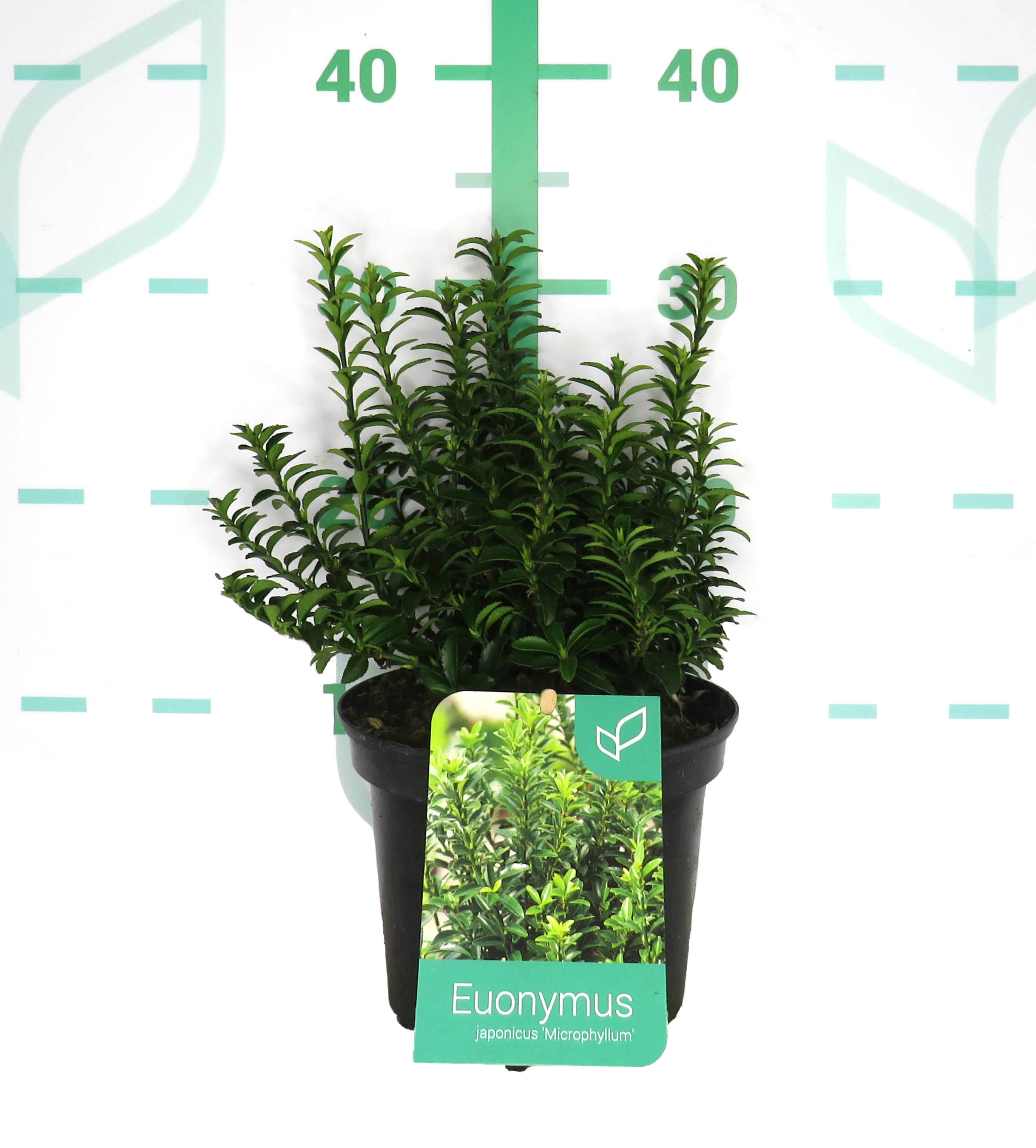 Euonymus japonicus "Microphyllum" 2L 15/20