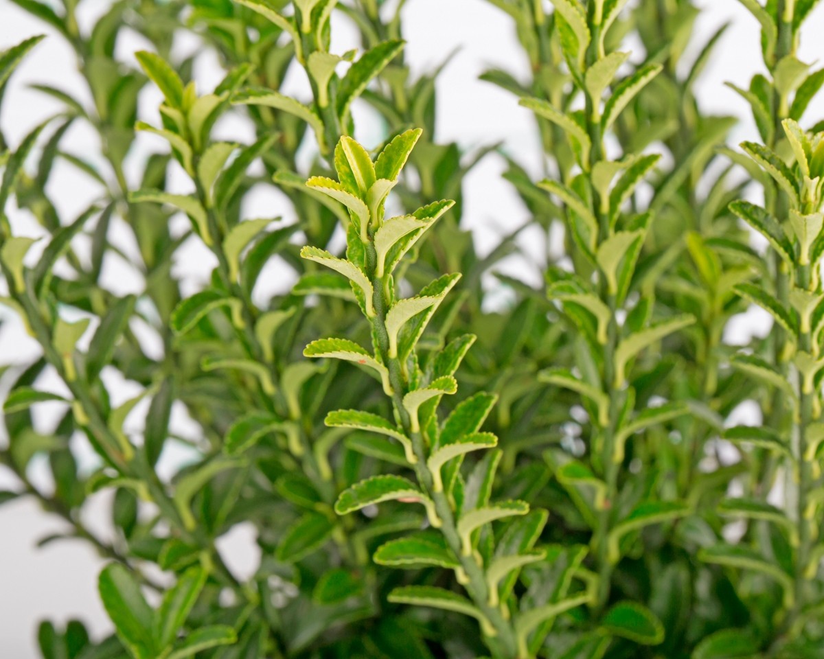 Euonymus japonicus "Microphyllus" 10L