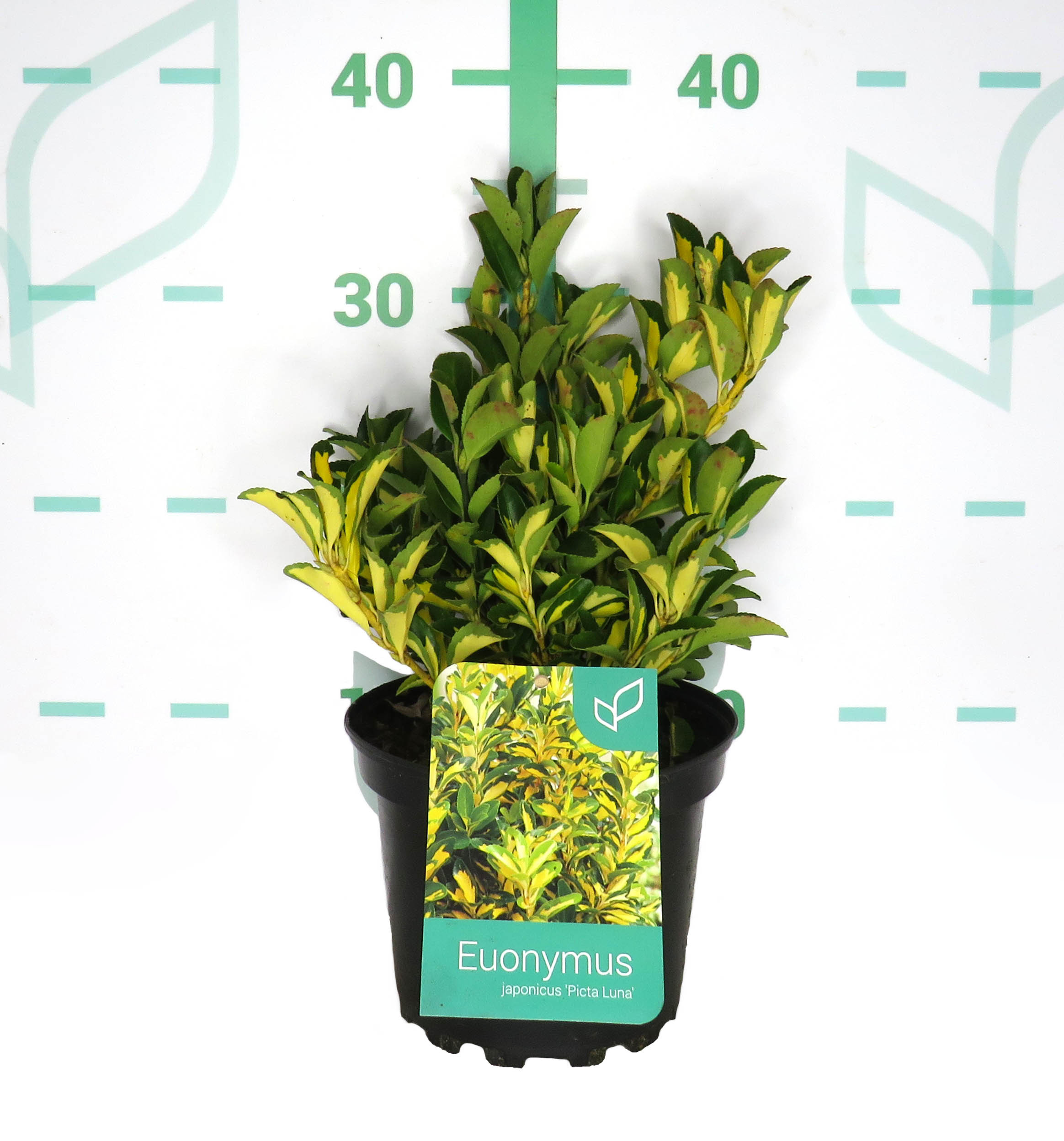 Euonymus japonicus "Picta Luna" 2L 20/30